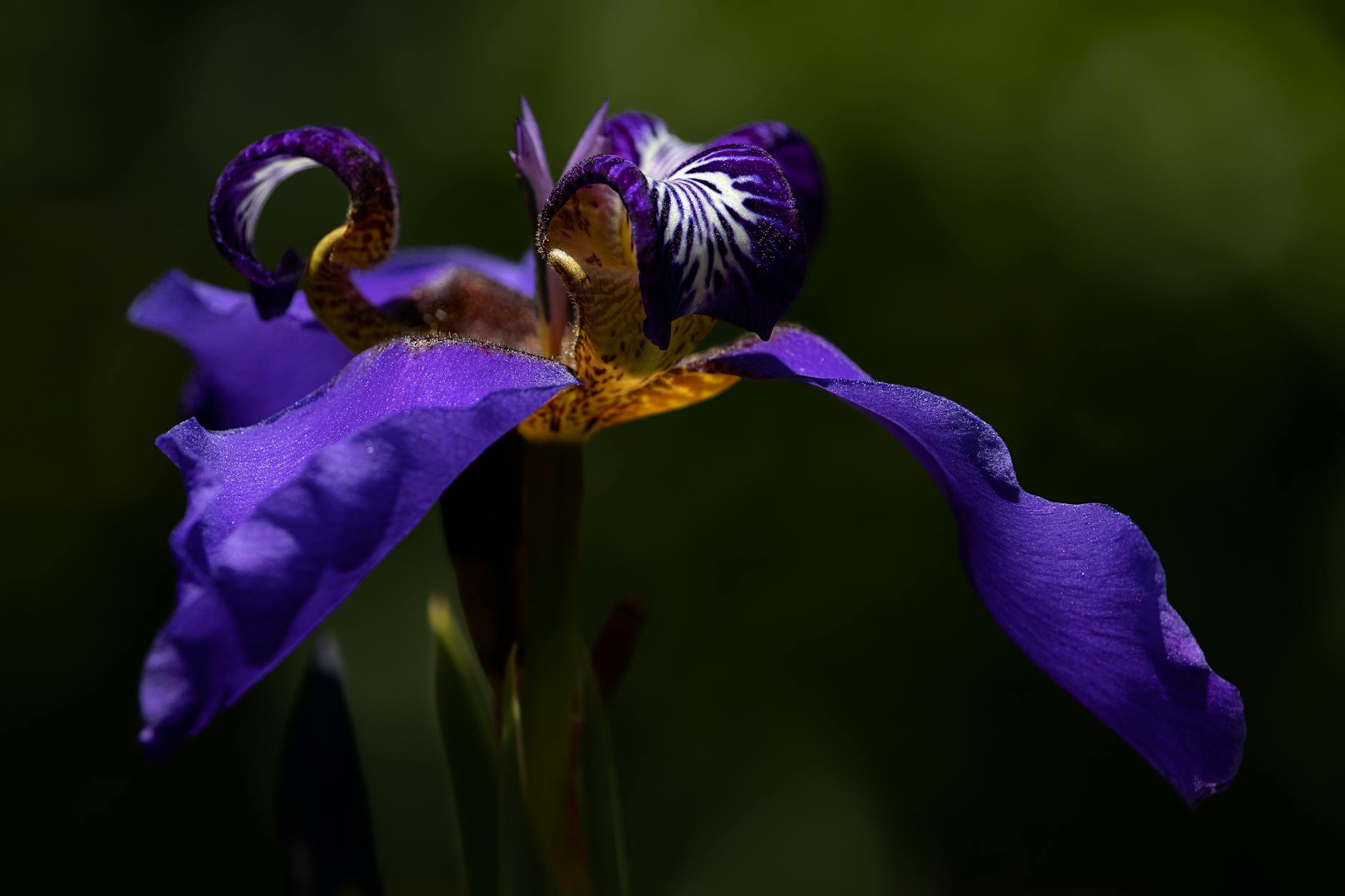 Detailansicht: Iris Dena