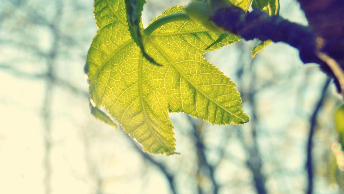 Illustration zu Julia Taubitz