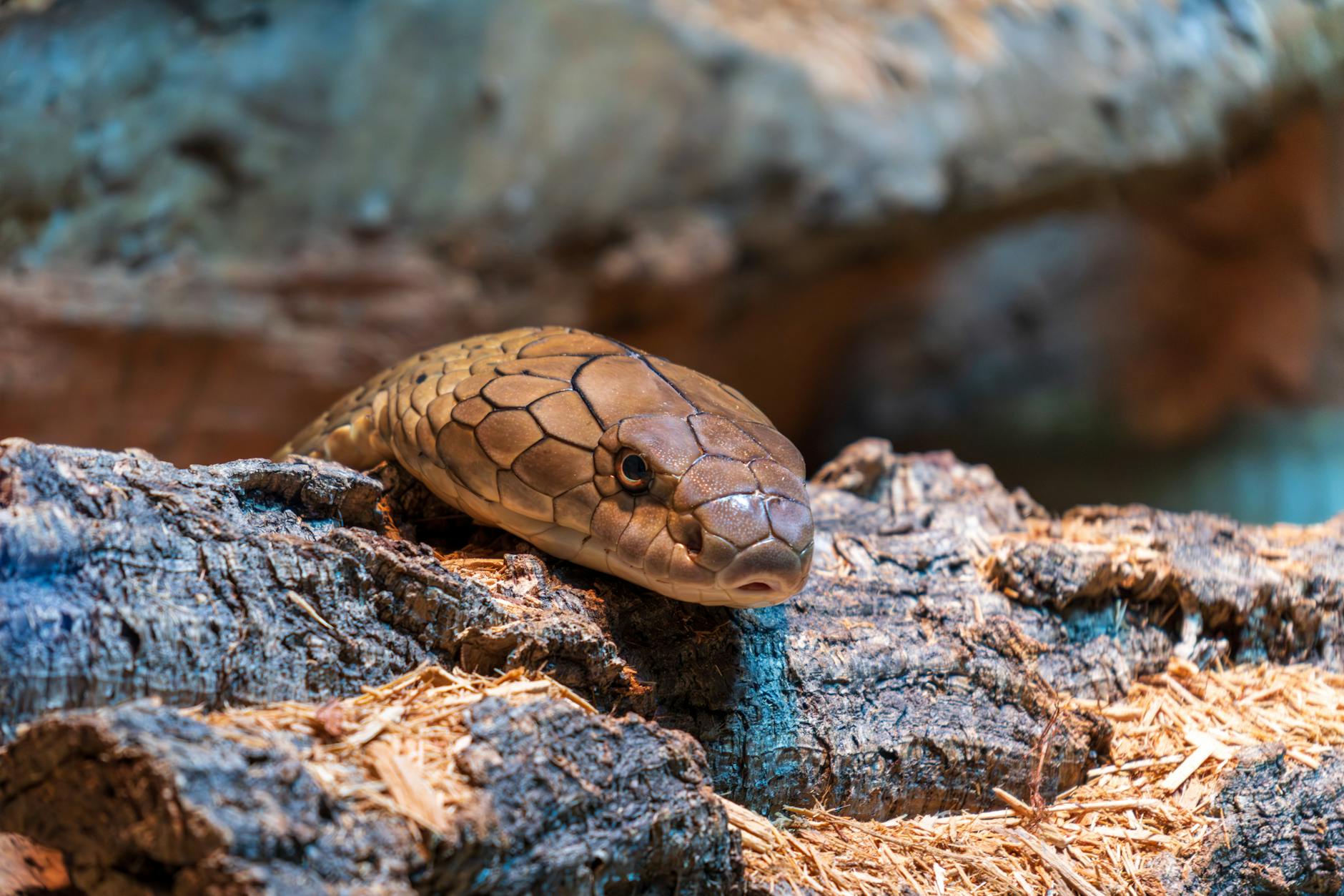 Königskobra Gefunden Detailansicht: Königskobra Gefunden
