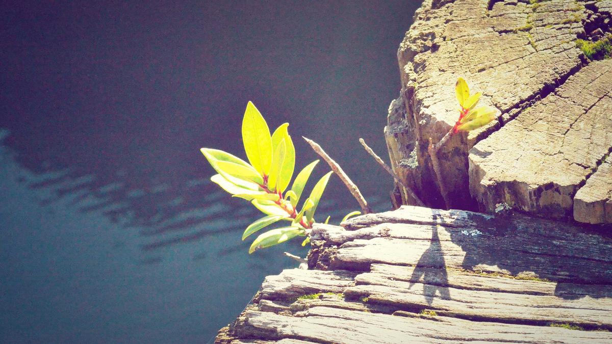 Landtagswahl Rheinland Pfalz Detailansicht: Landtagswahl Rheinland Pfalz