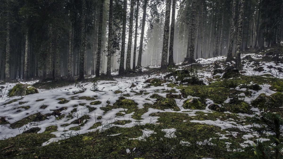 Detailansicht: Lindt Goldhasen