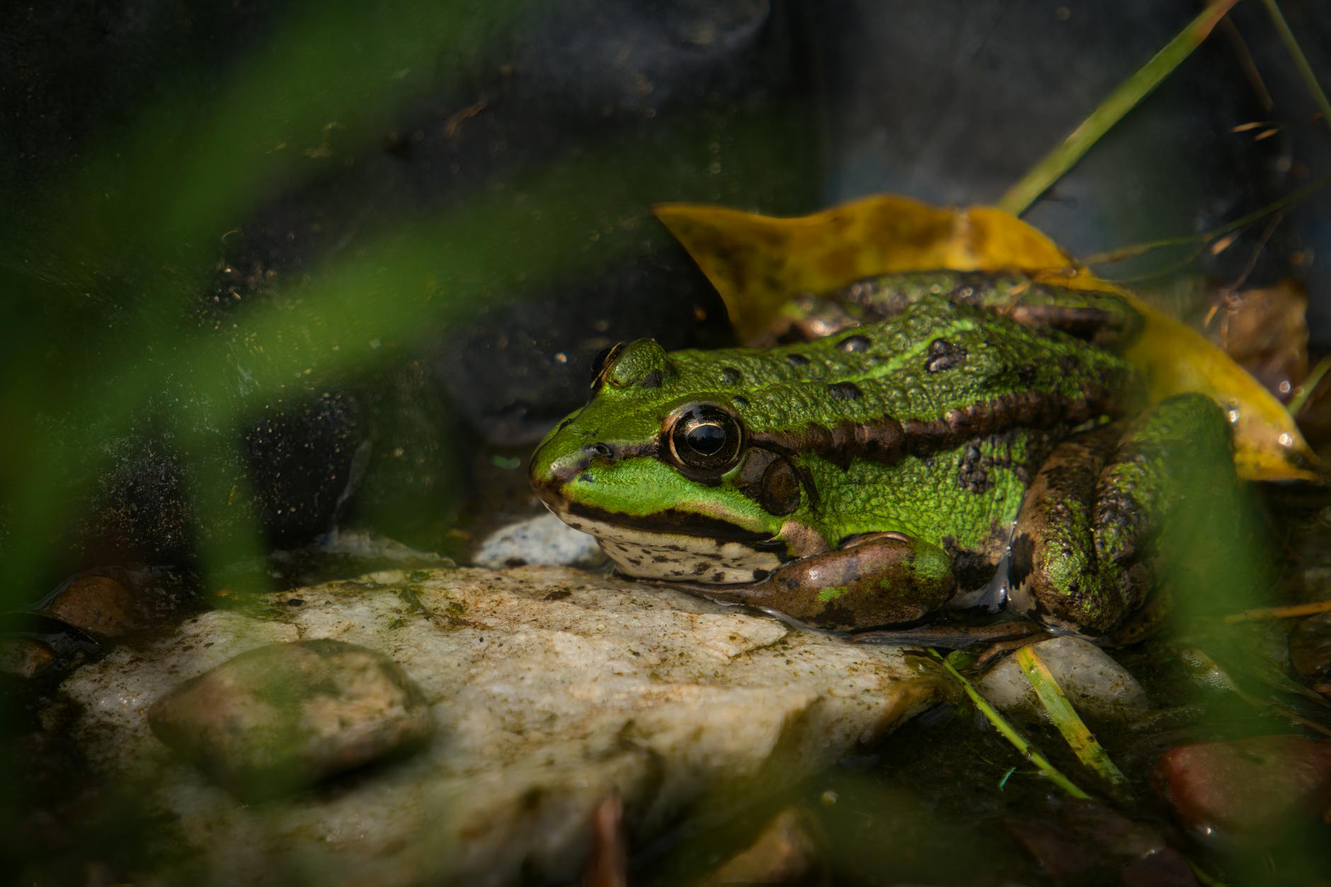 Detailansicht: Lüneburg