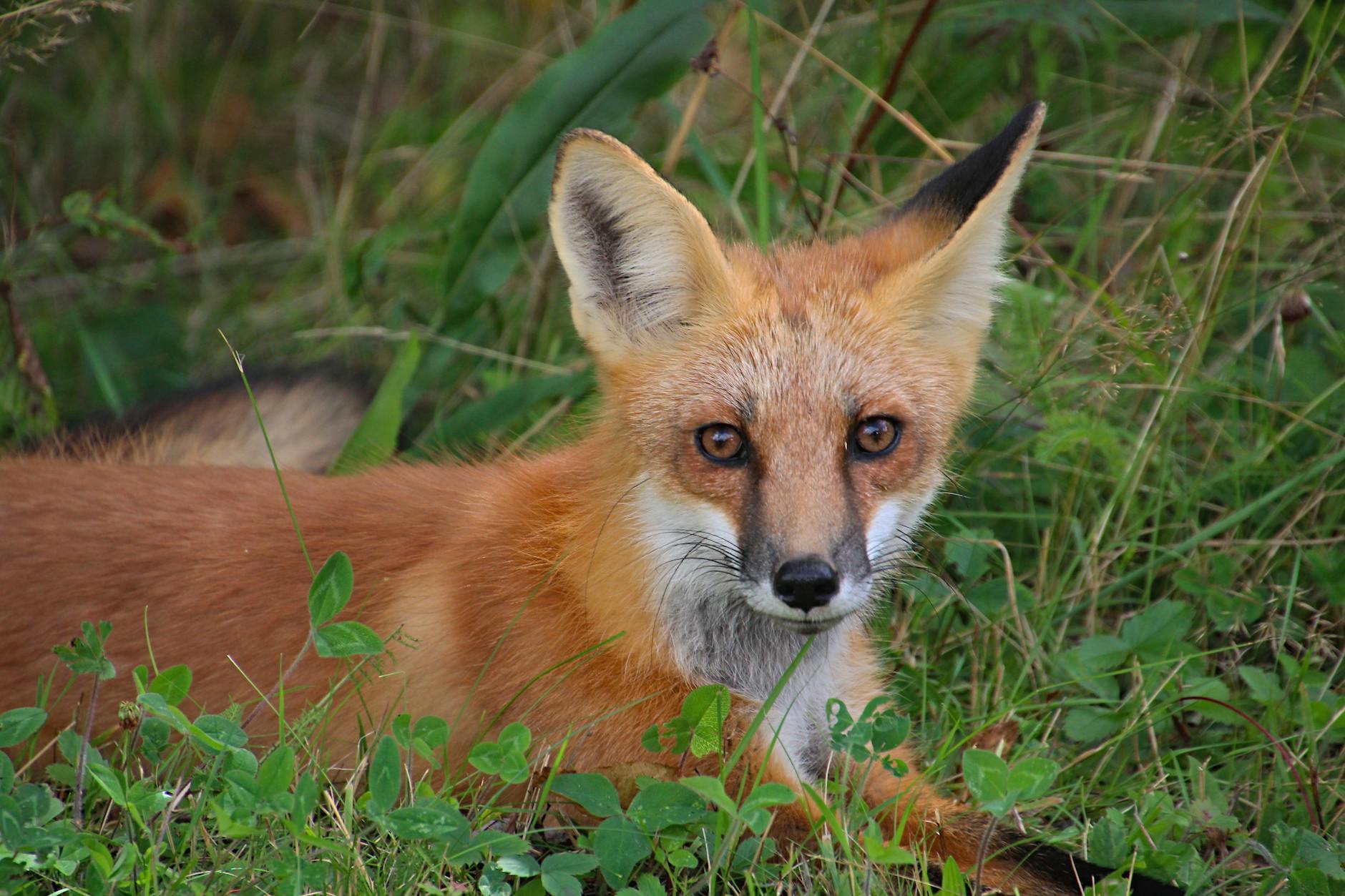 Symbolbild zum Thema Megan Fox