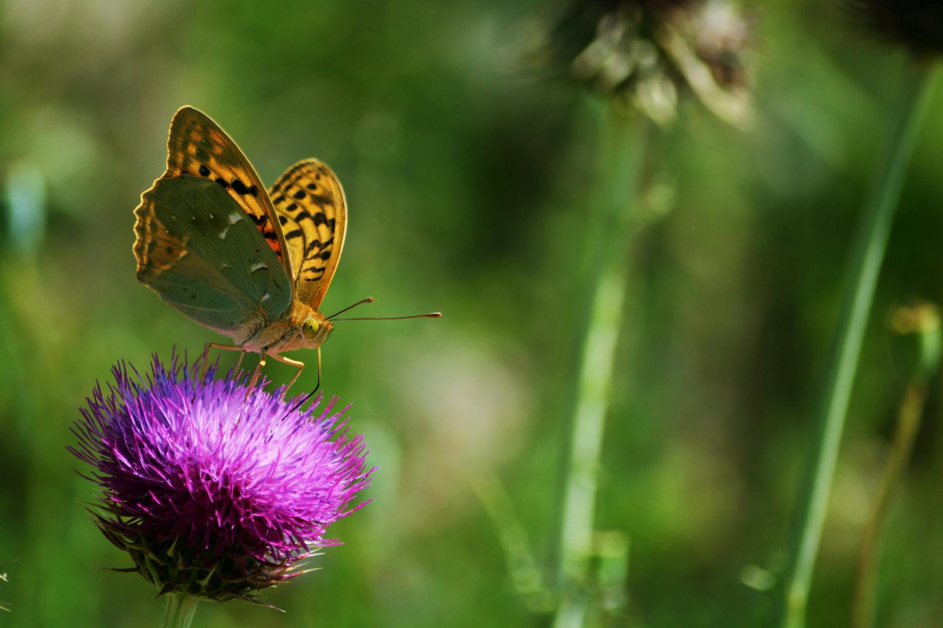 Detailansicht: Moo Deng Vorfall