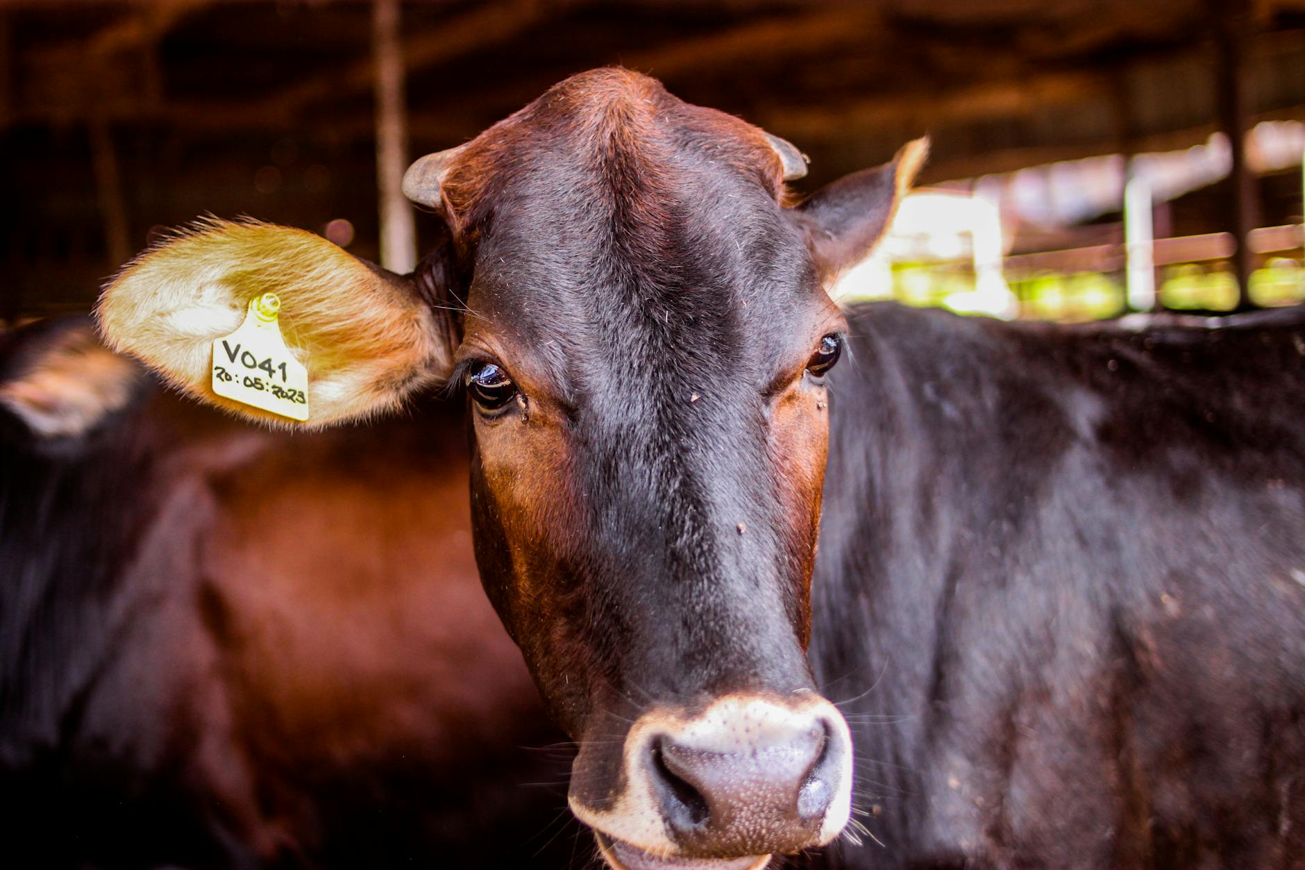 Detailansicht: Moos Pflastersteine Entfernen