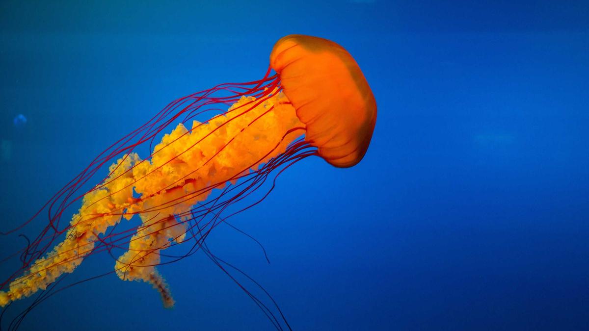 Symbolbild zum Thema Peter Kaiser Rücktritt