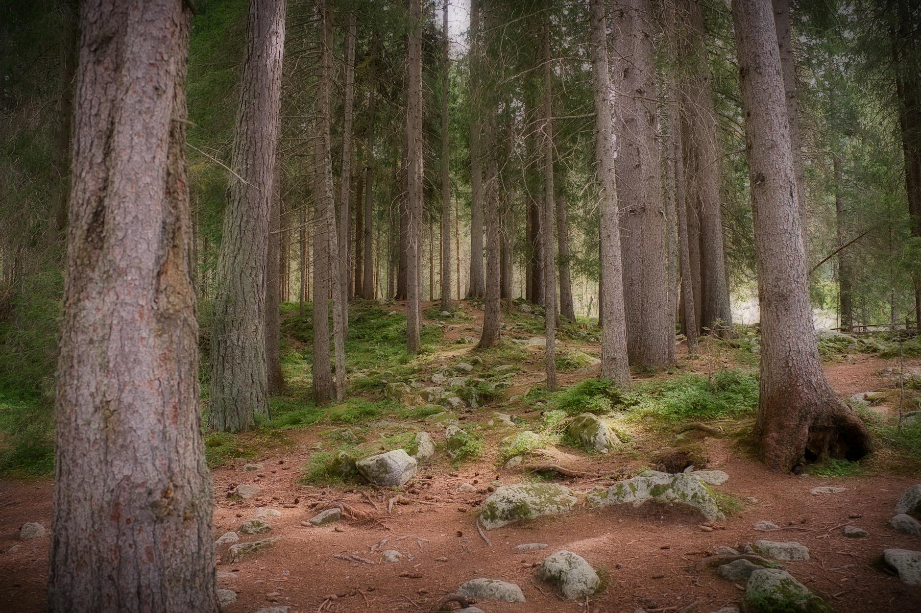 Detailansicht: Rasen Vertikutieren Herbst