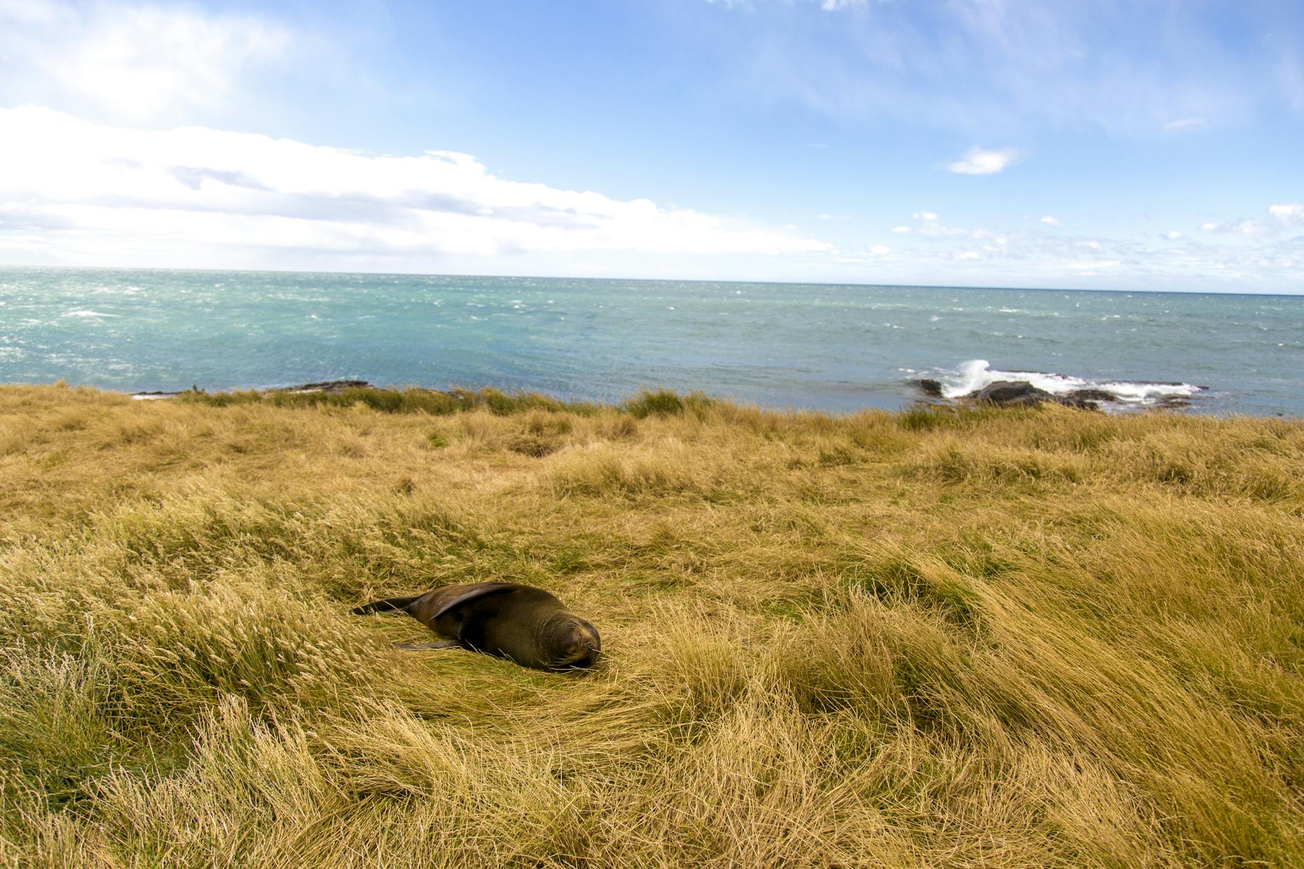 Symbolbild zum Thema Seal
