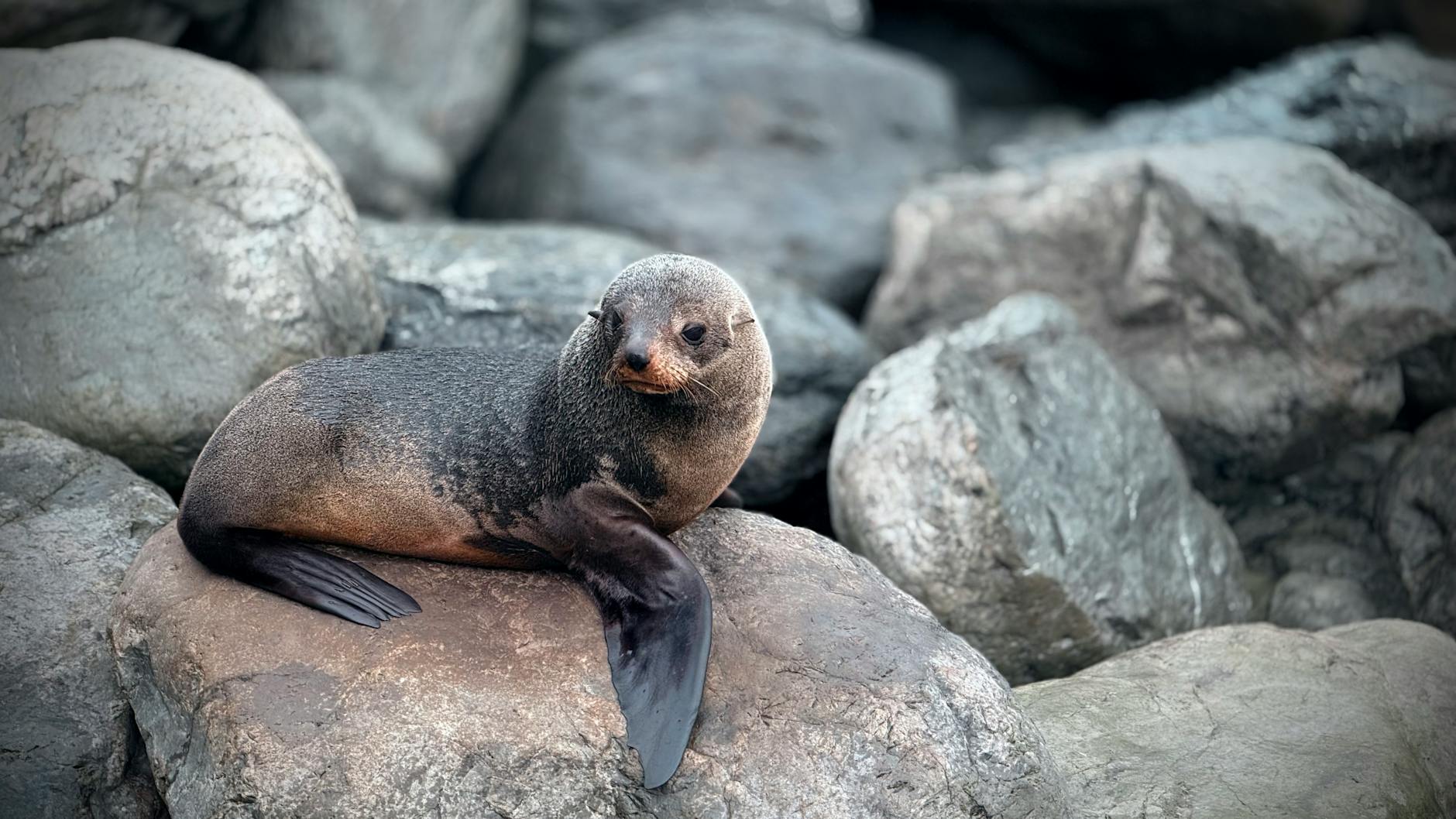 Detailansicht: Seal