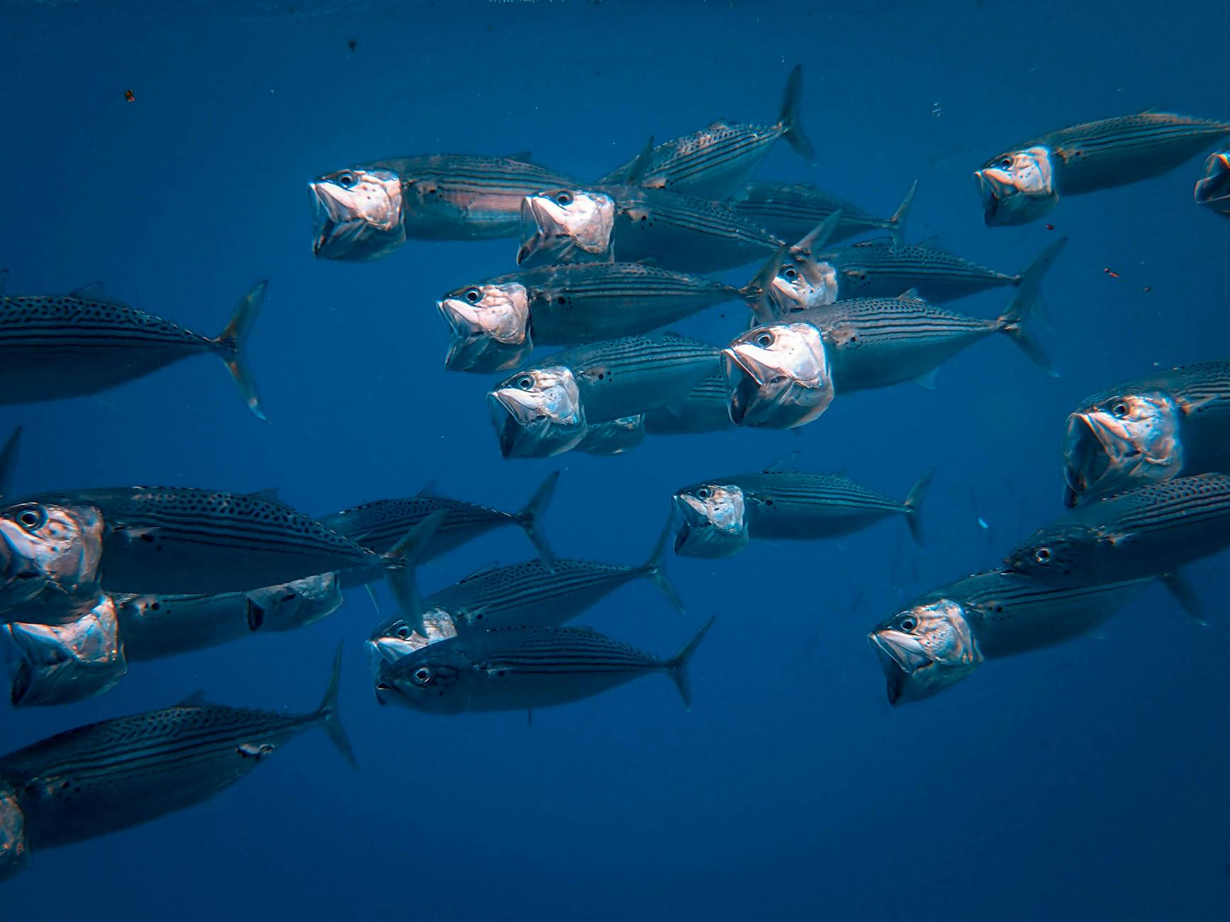 Illustration zu Silberfische Loswerden