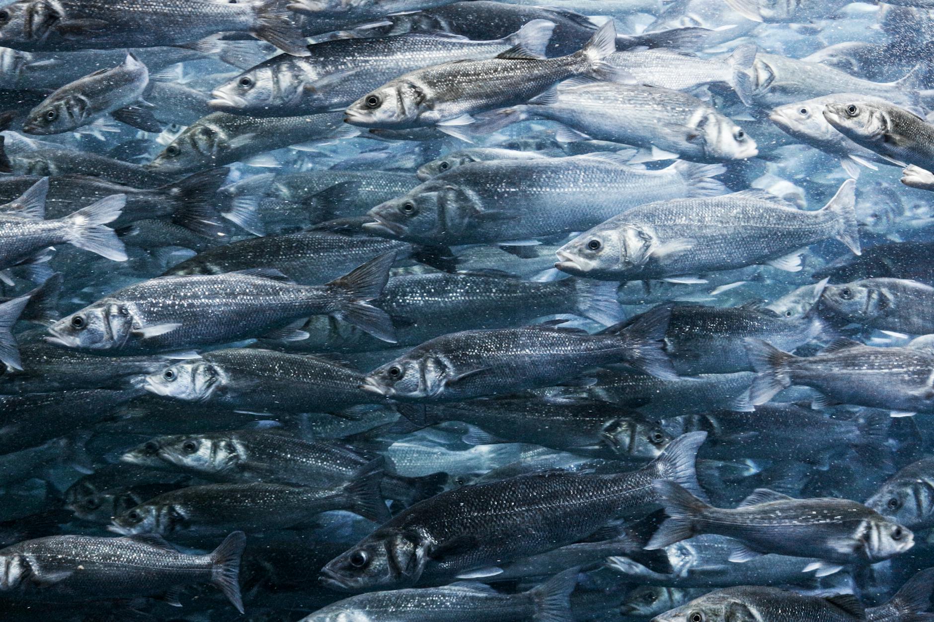 Symbolbild zum Thema Silberfische Loswerden