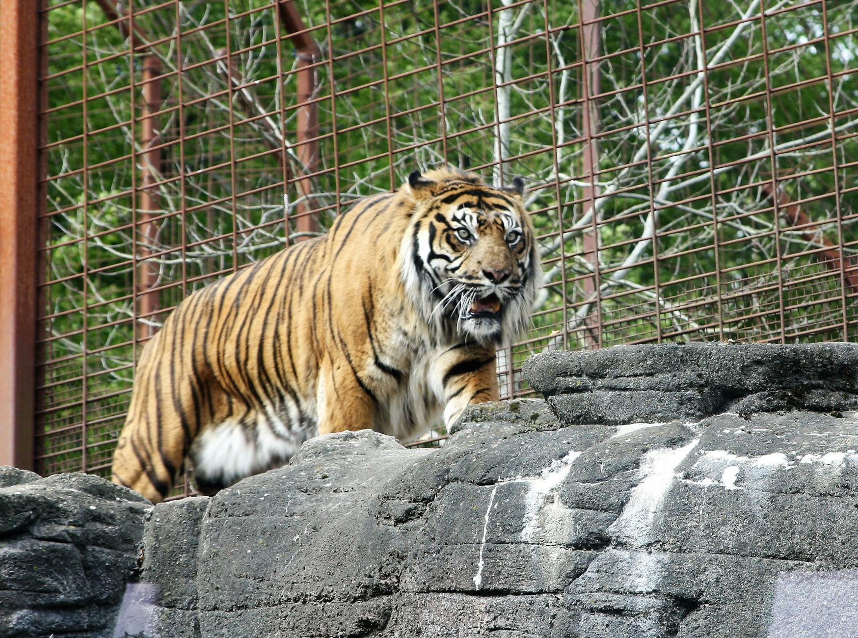 Detailansicht: Sumatra Tiger Jungtier