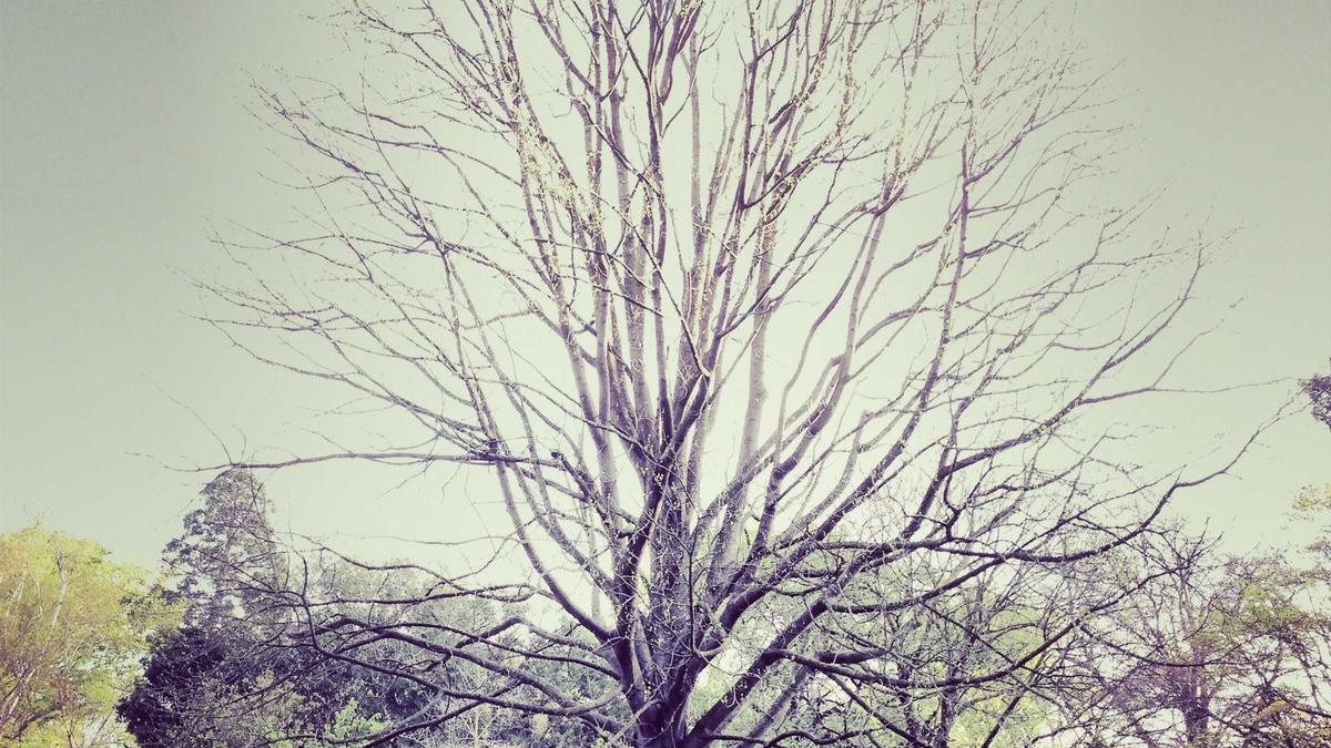 Trump Merz Symbolbild zum Thema Trump Merz