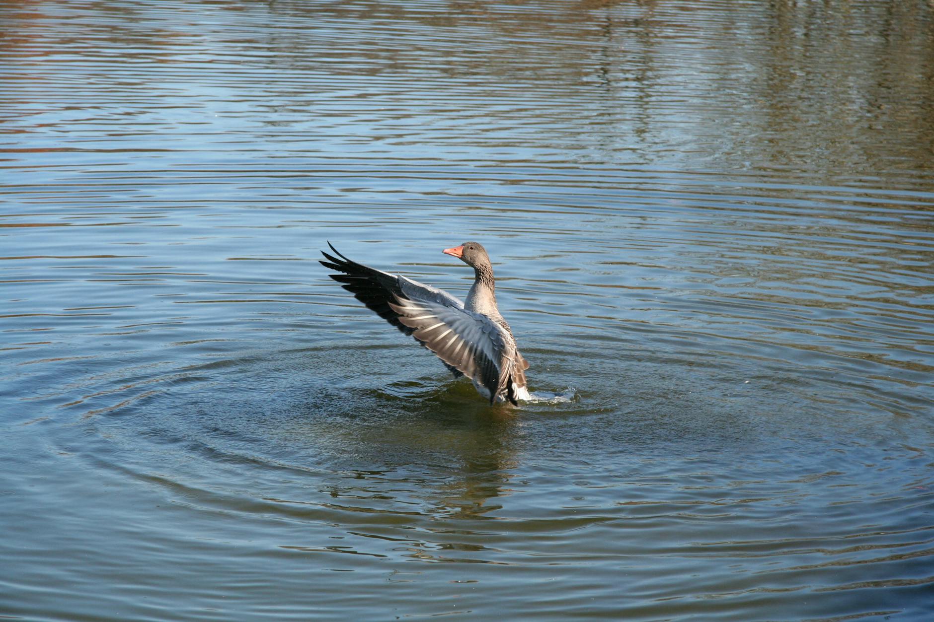 Detailansicht: Viktoria Köln – 1860 München