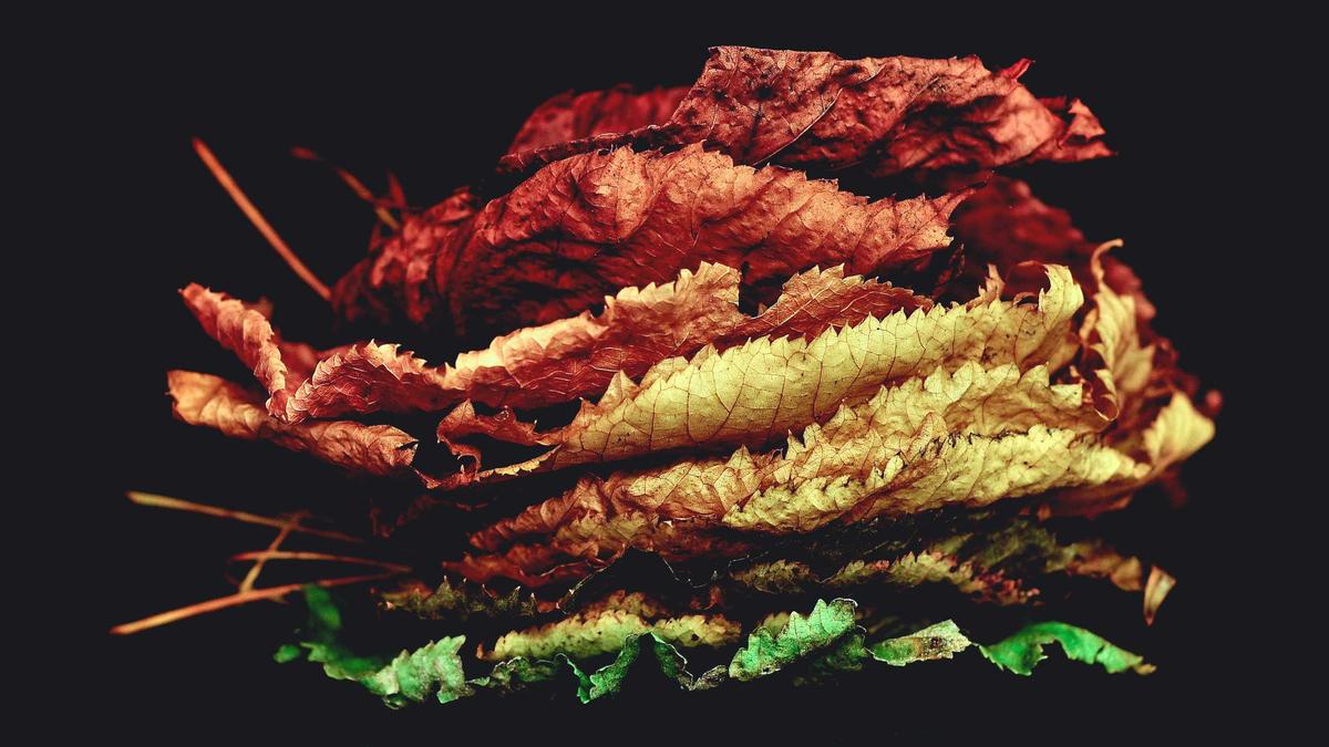 Symbolbild zum Thema Wal Rettung Timmendorfer Strand