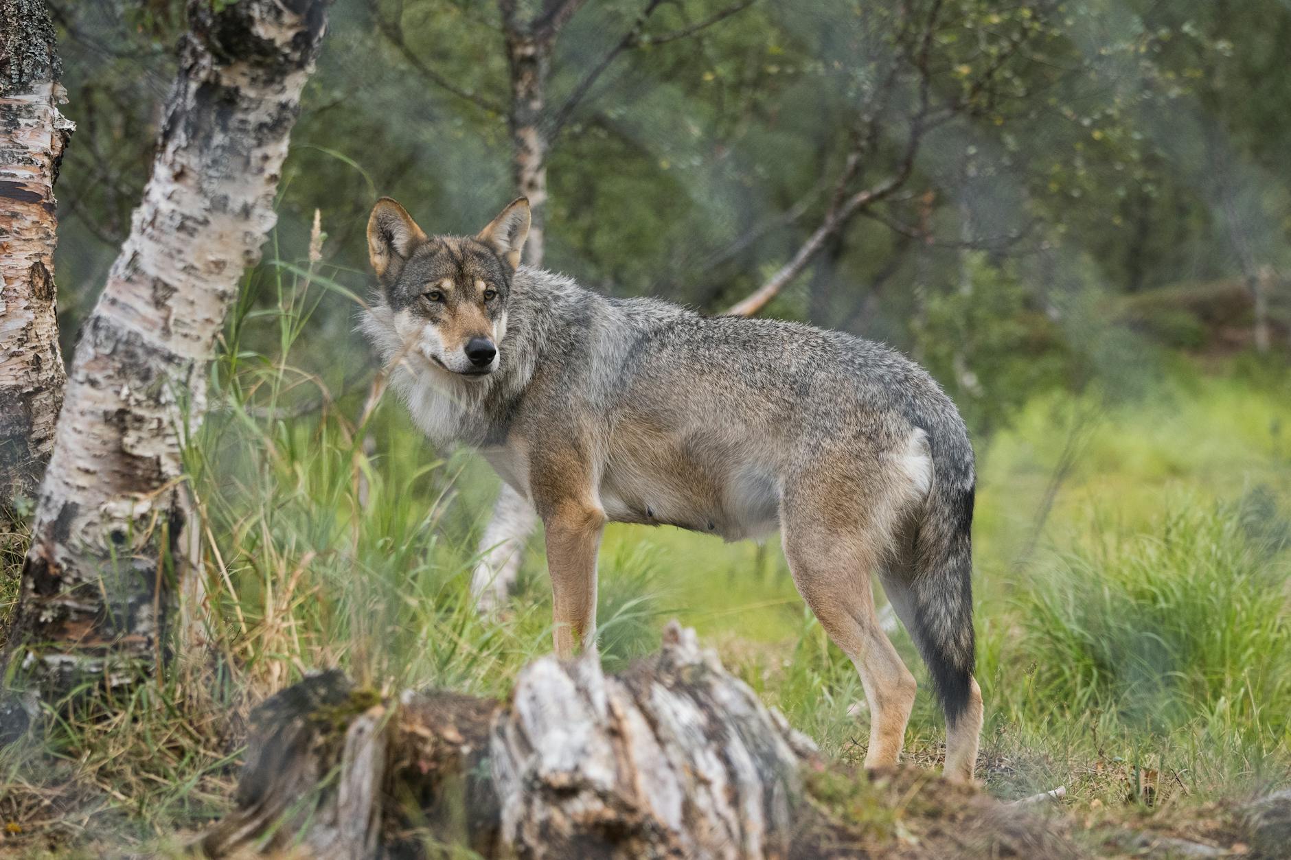 Illustration zu Wolf Hamburg