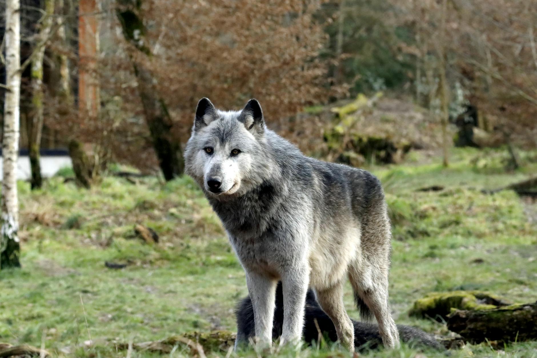 Detailansicht: Wolf Hamburg