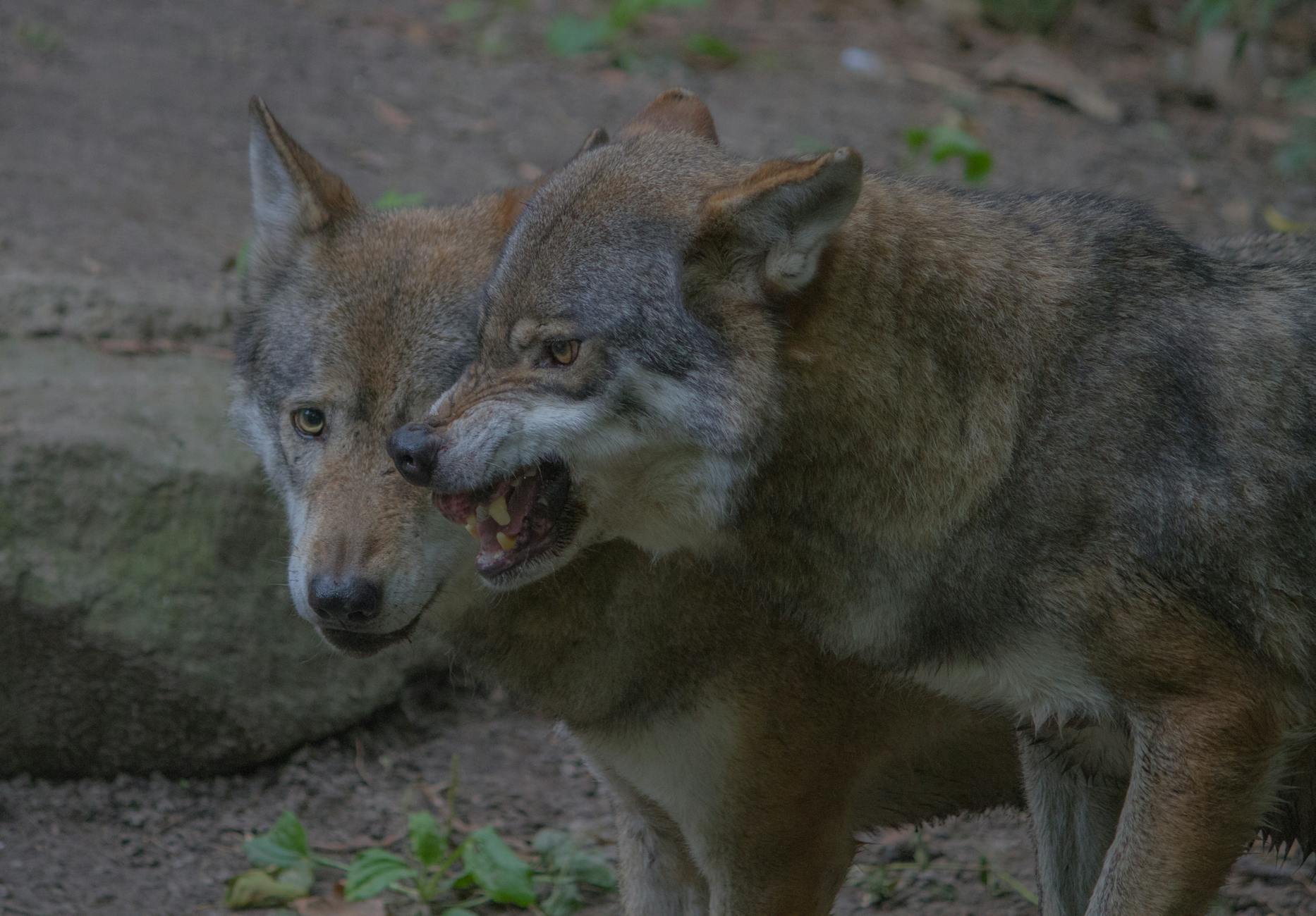 Wolfsangriff Hamburg Symbolbild zum Thema Wolfsangriff Hamburg
