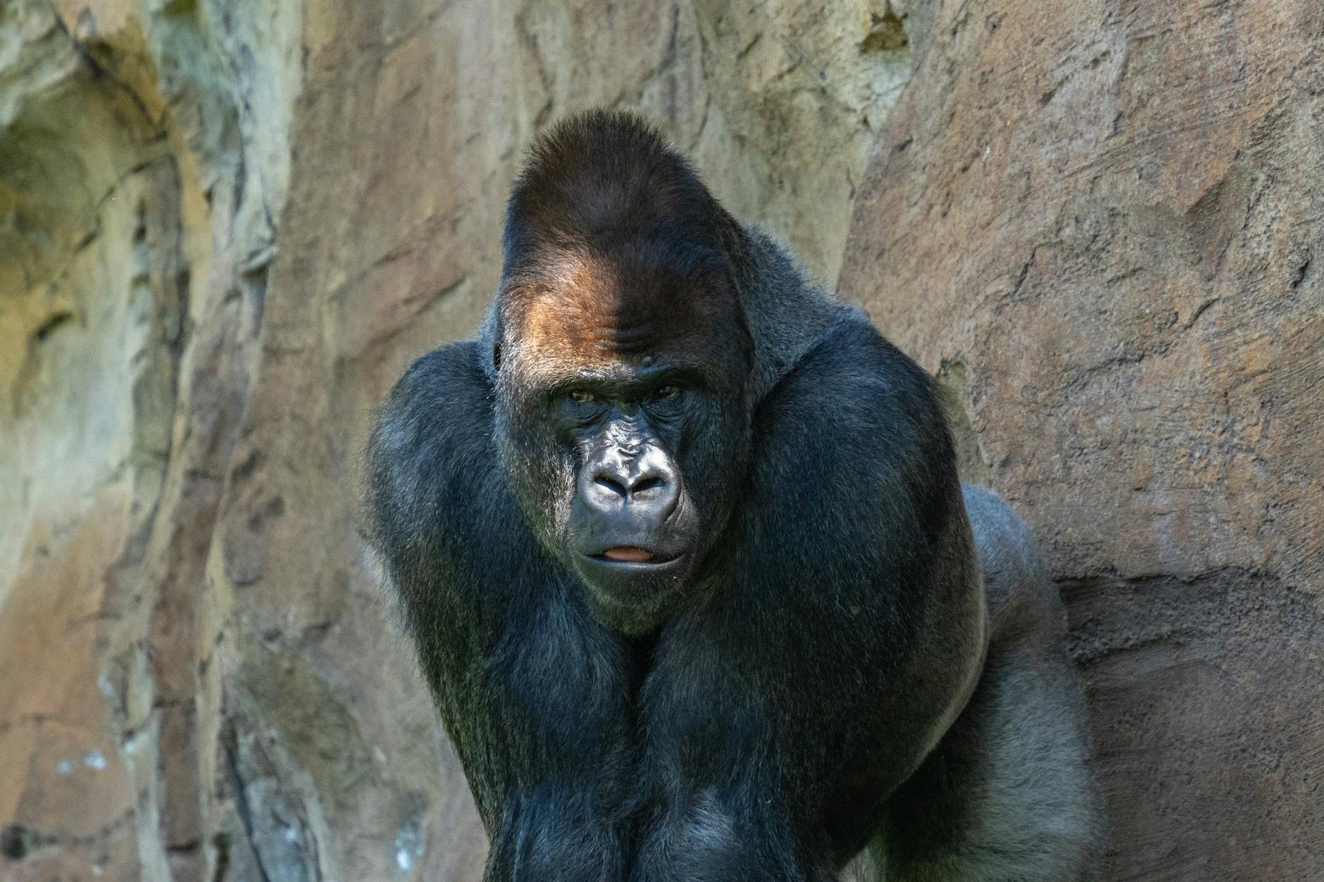 ältester Gorilla Illustration zu ältester Gorilla