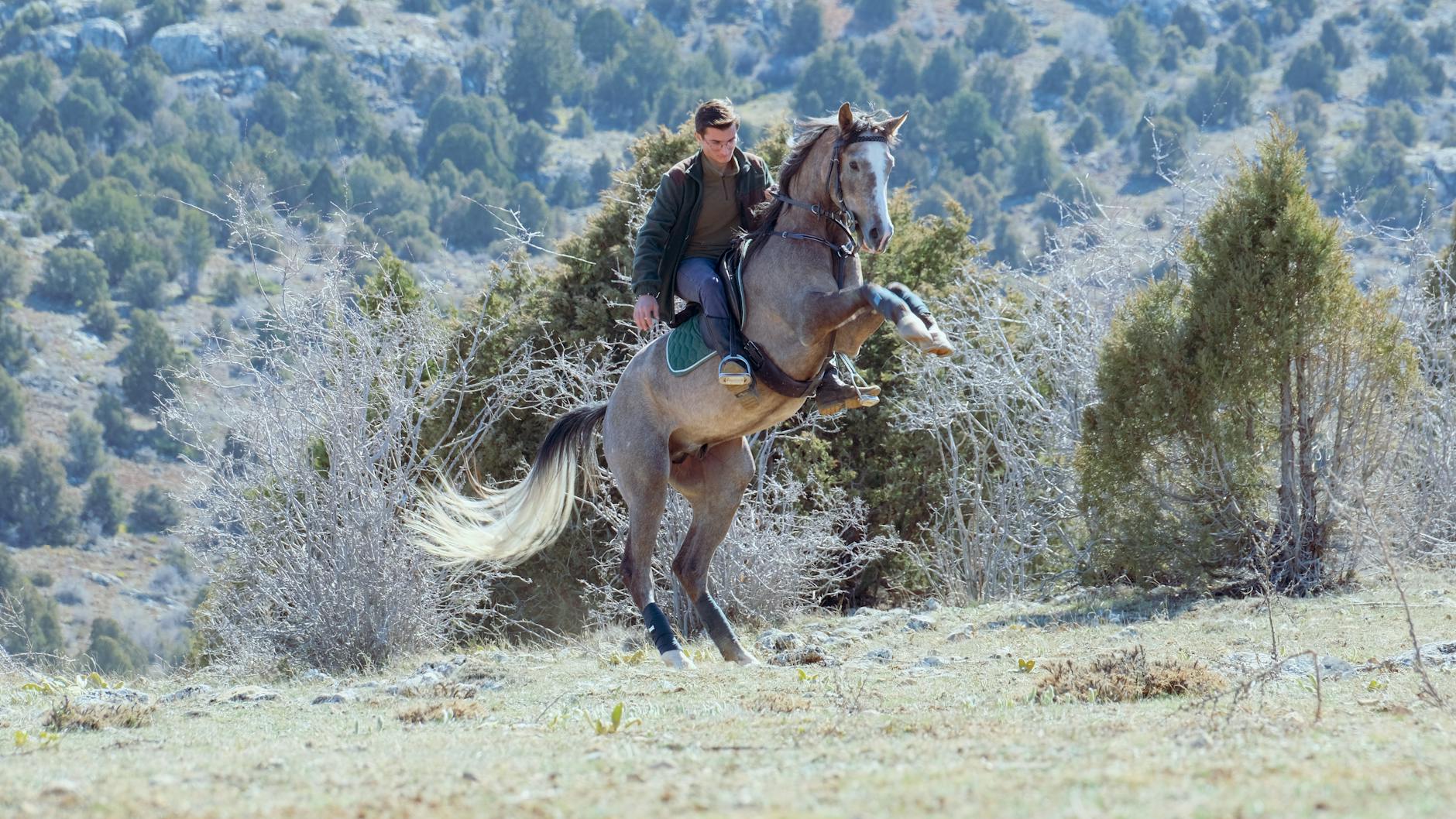Symbolbild zum Thema Alessandra Reich Pferde
