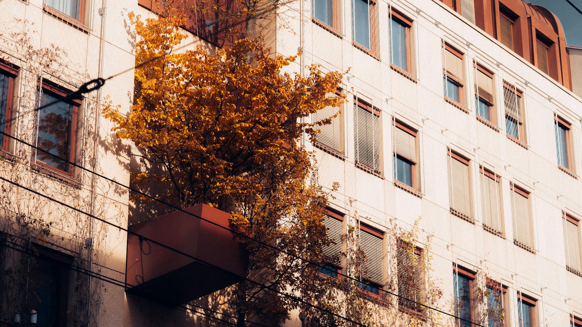 Detailansicht: Balkon Baum Pflanzen