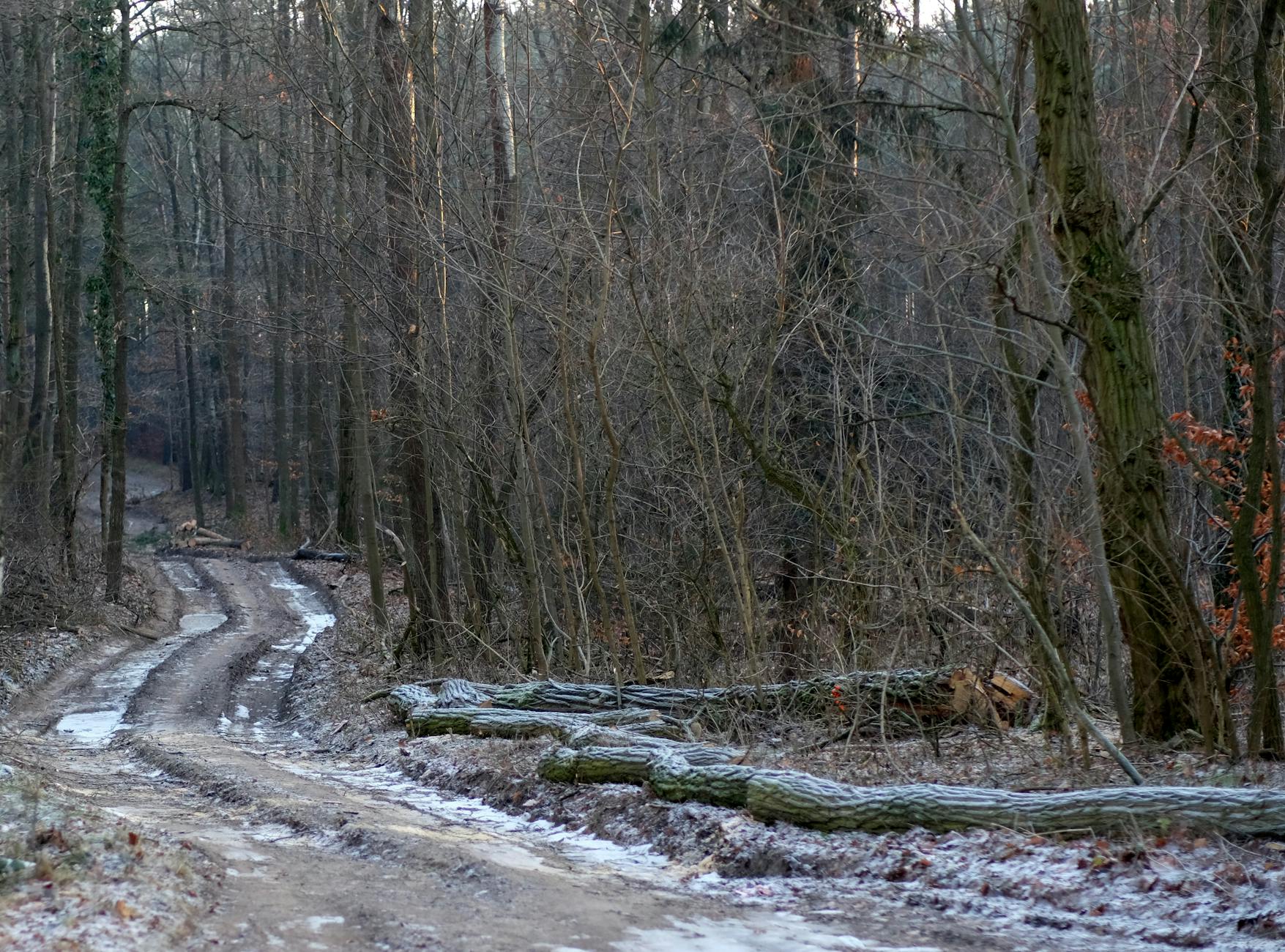 Illustration zu Baumunfall Flensburg