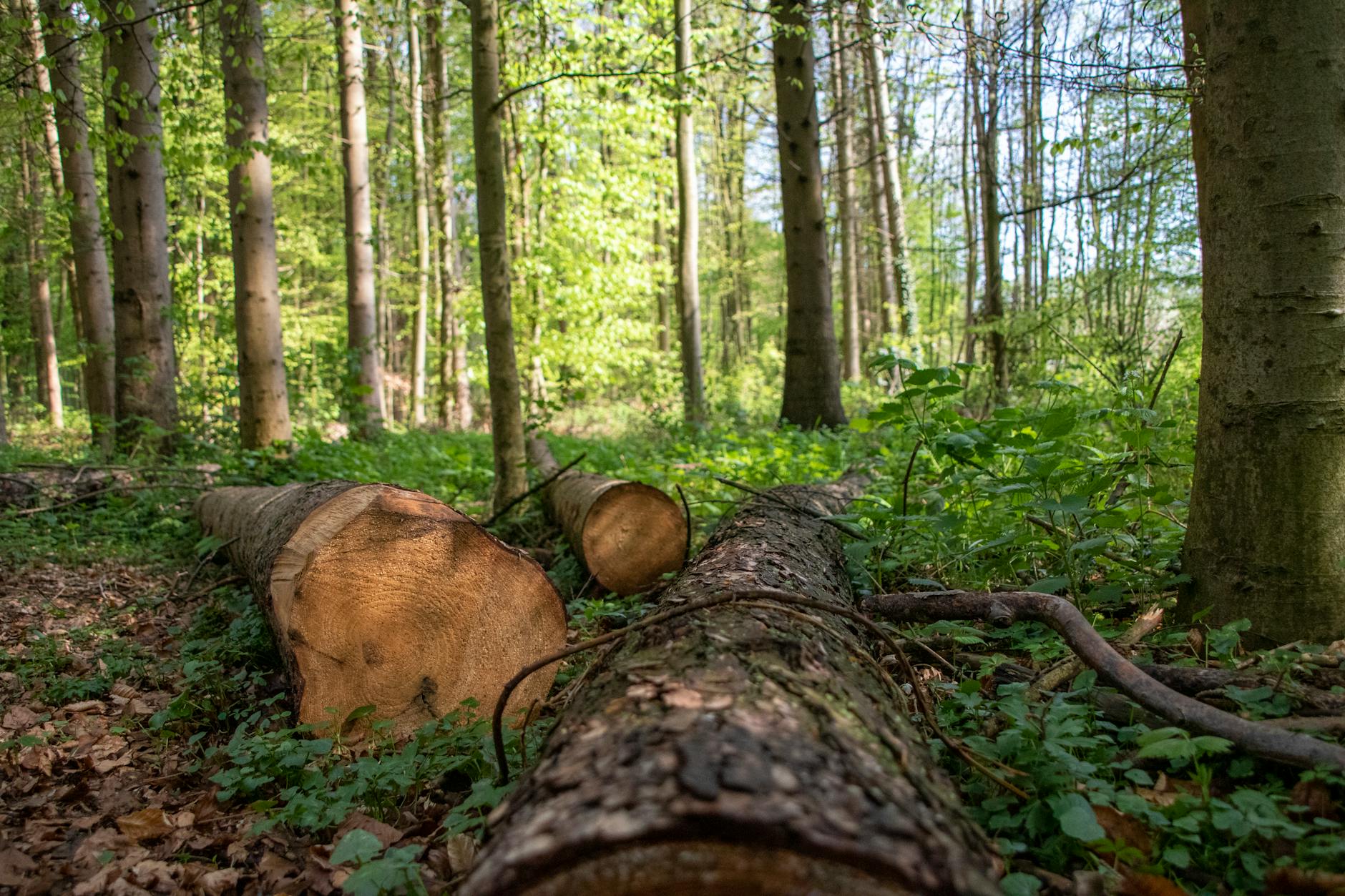 Detailansicht: Baumunfall Flensburg