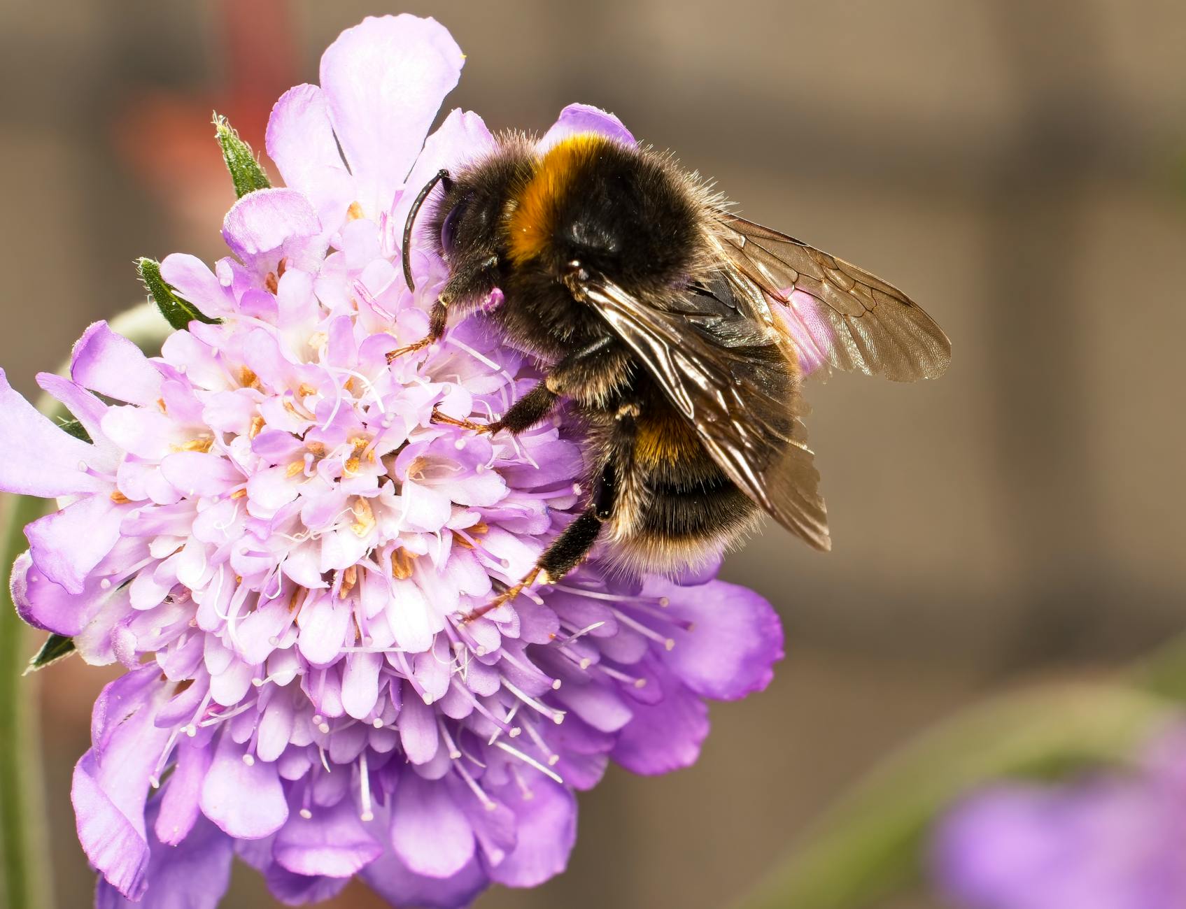 Illustration zu Bienenfreundliche Balkonpflanzen