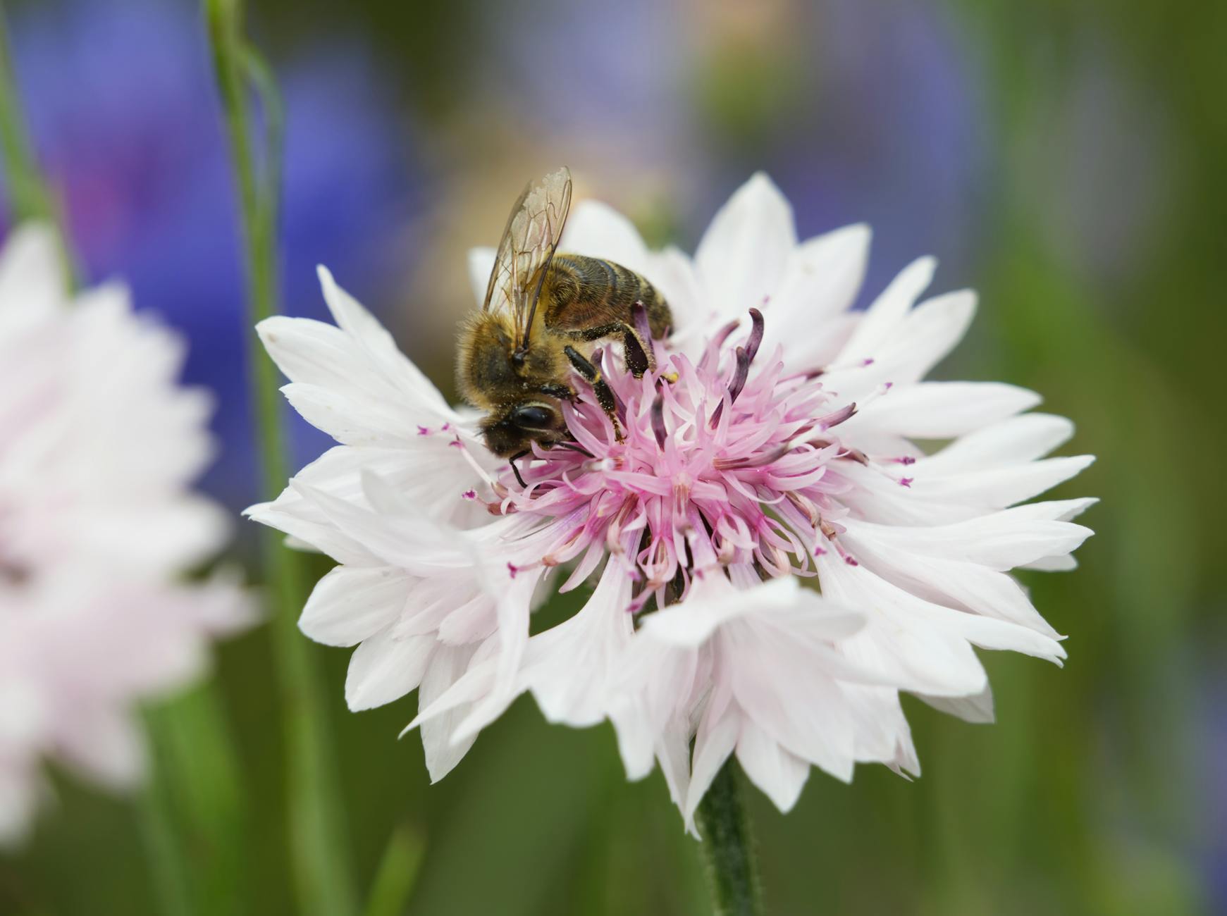 Symbolbild zum Thema Bienenfreundliche Balkonpflanzen