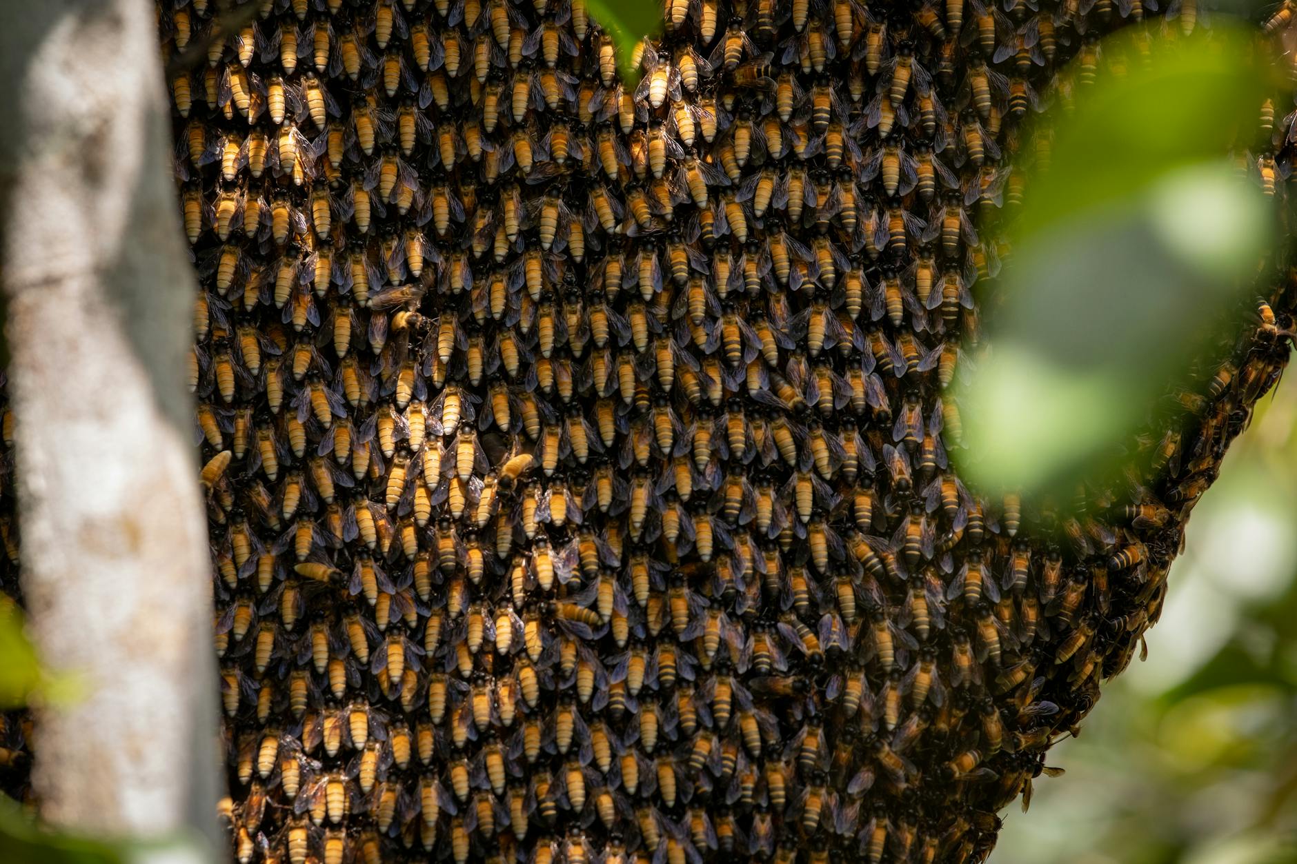 Illustration zu Bienenschwarm Israel