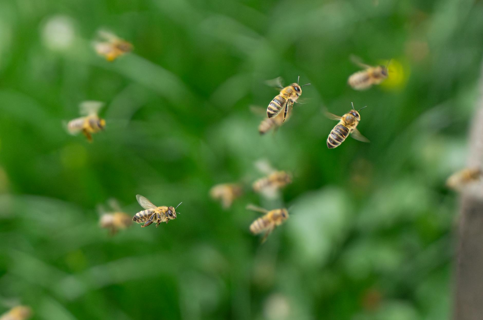 Symbolbild zum Thema Bienenschwarm Israel