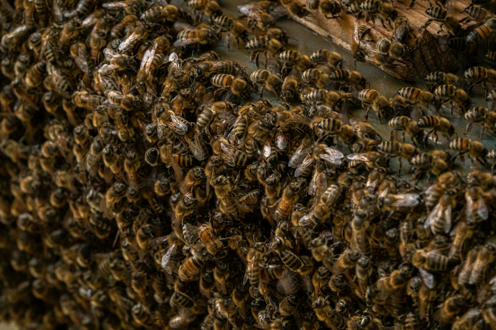 Detailansicht: Bienenschwarm Israel