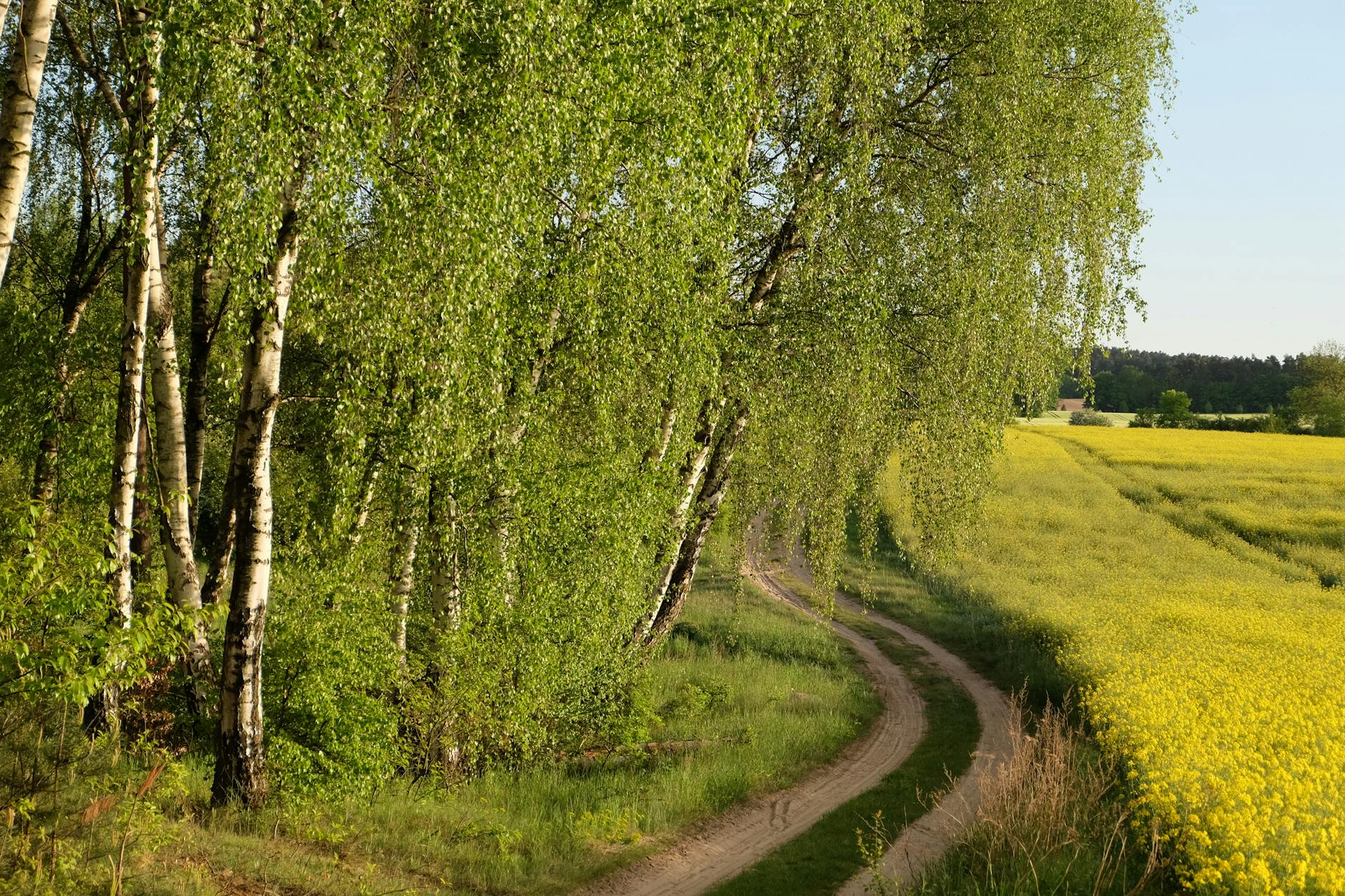 Illustration zu Birkenpollen Allergie