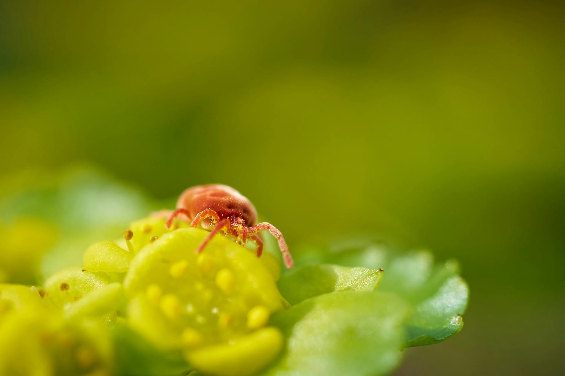 Detailansicht: Blattläuse Bekämpfen