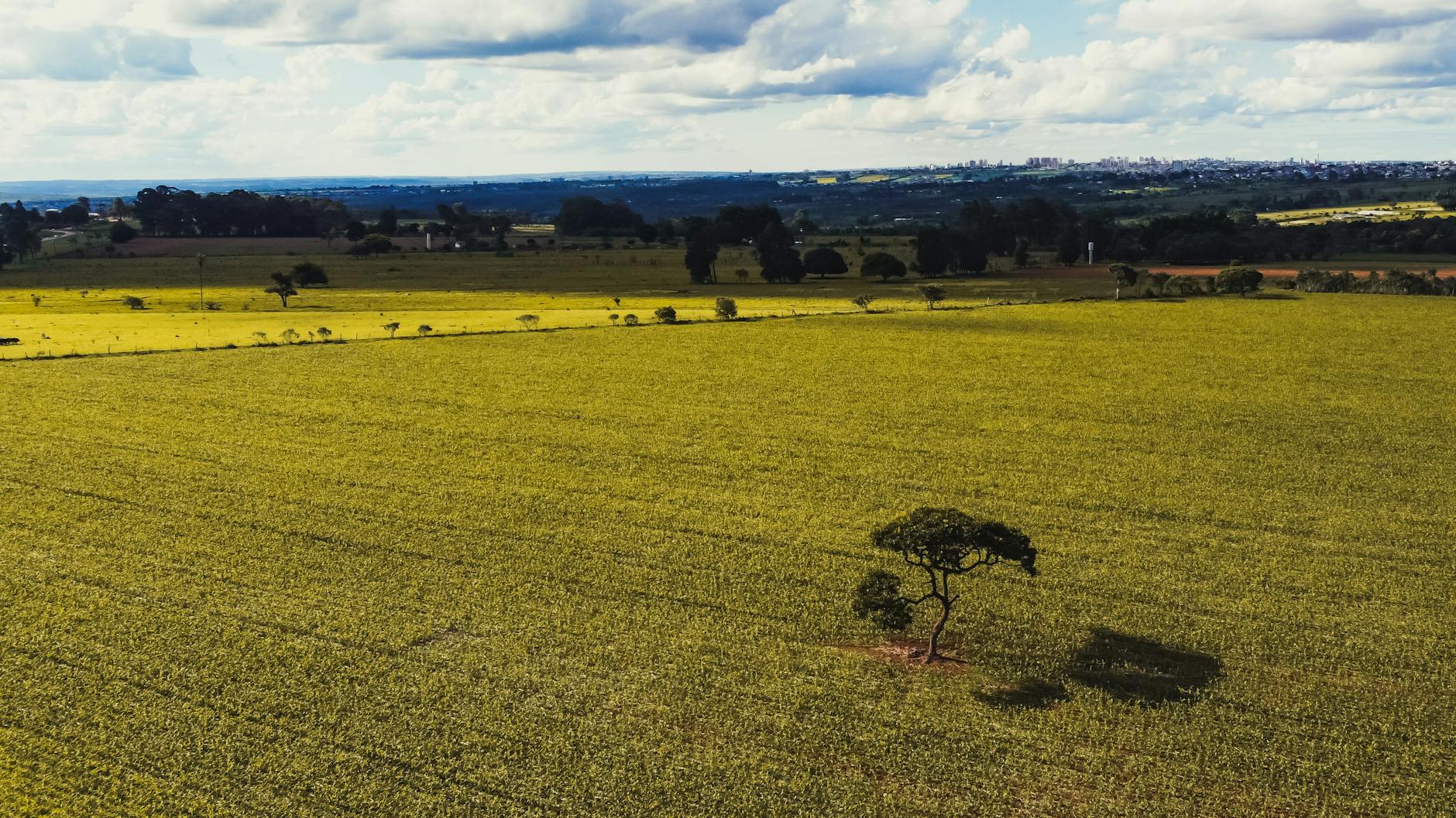 Brasiliens Agrarwirtschaft Illustration zu Brasiliens Agrarwirtschaft