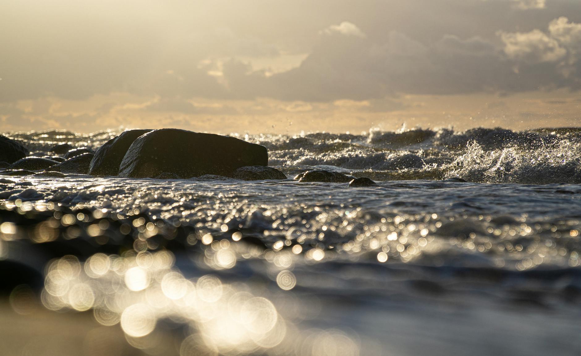 Illustration zu Buckelwal Ostsee