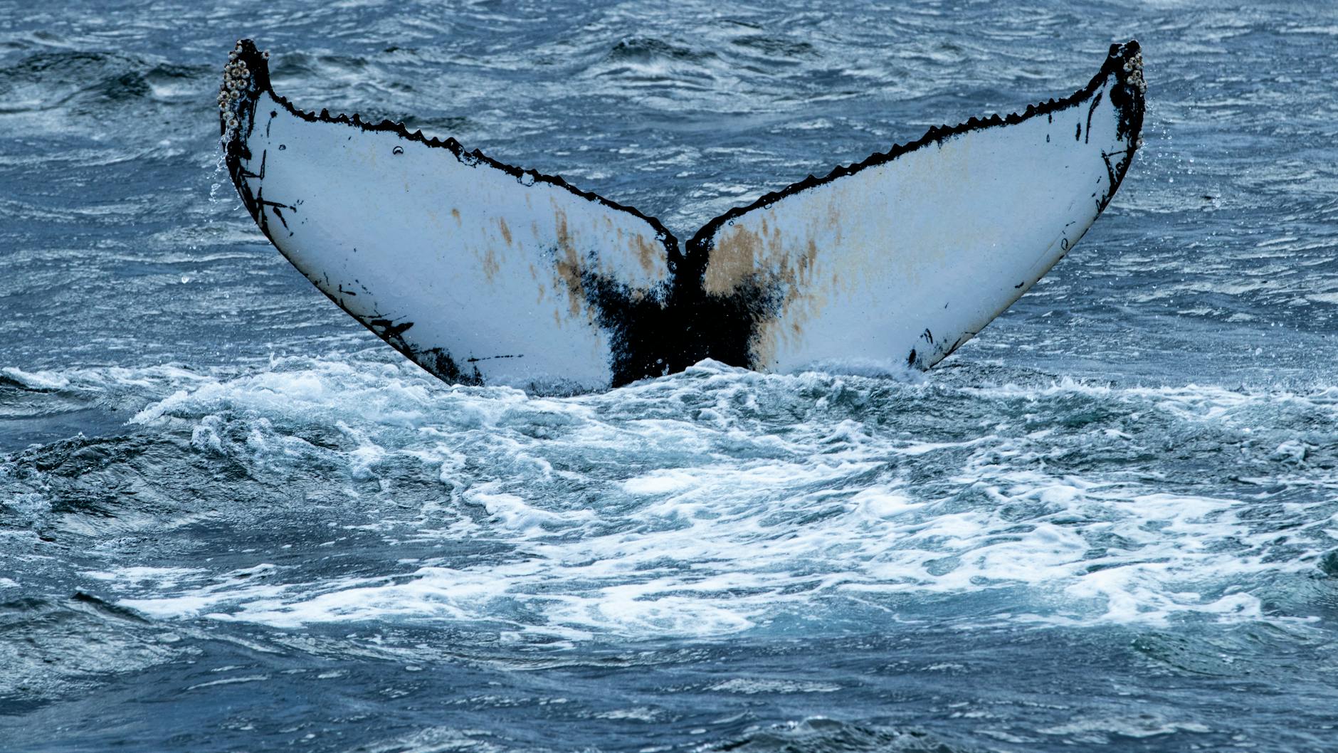 Illustration zu Buckelwal Ostsee