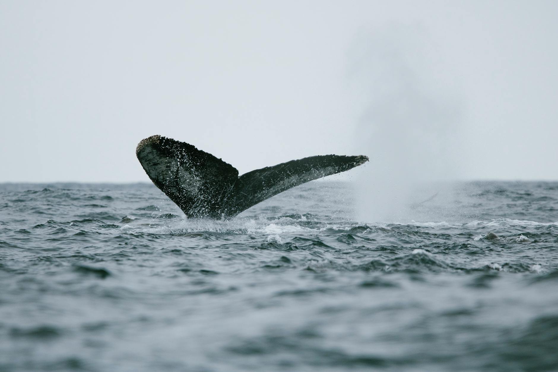 Symbolbild zum Thema Buckelwal Ostsee