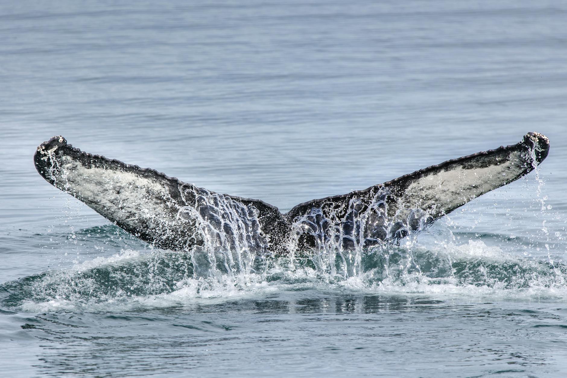 Symbolbild zum Thema Buckelwal Ostsee