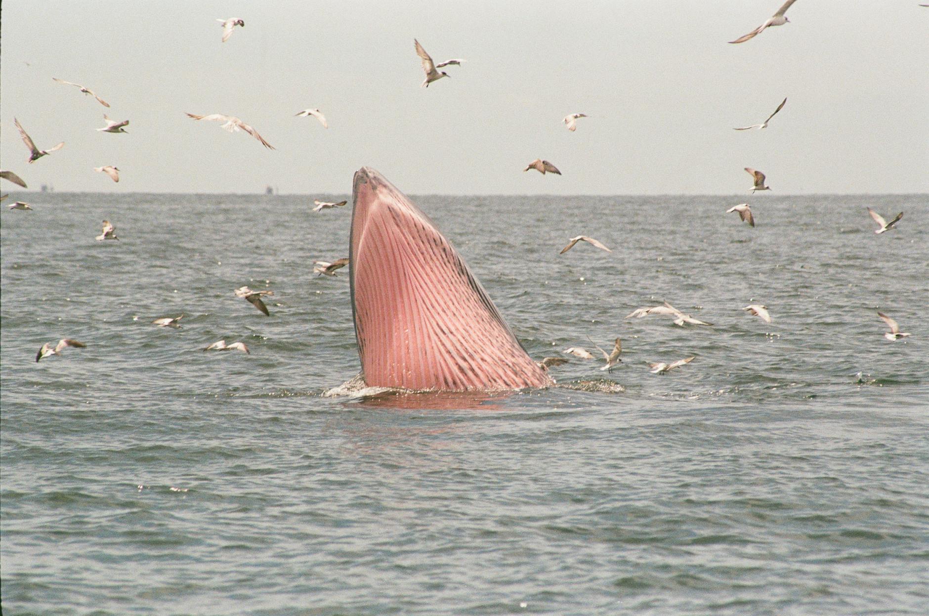 Symbolbild zum Thema Buckelwal Ostsee