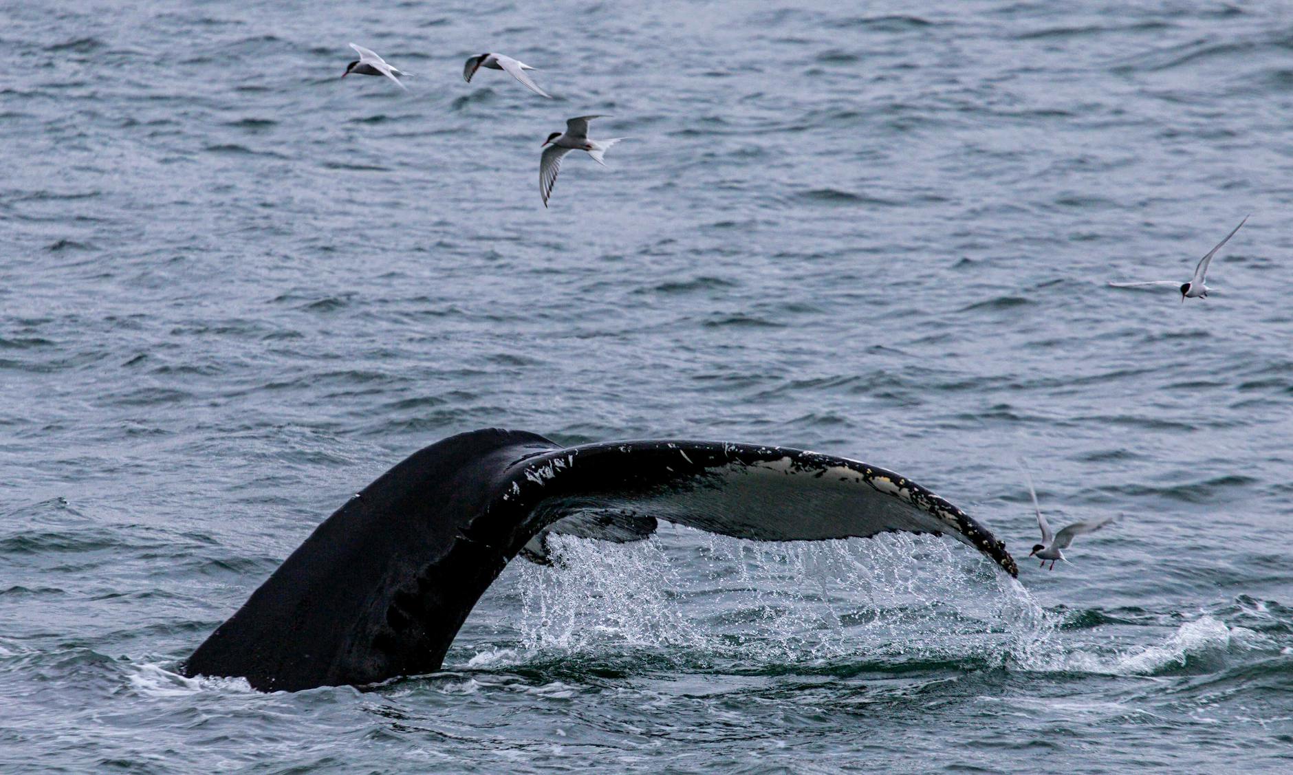 Symbolbild zum Thema Buckelwal Ostsee