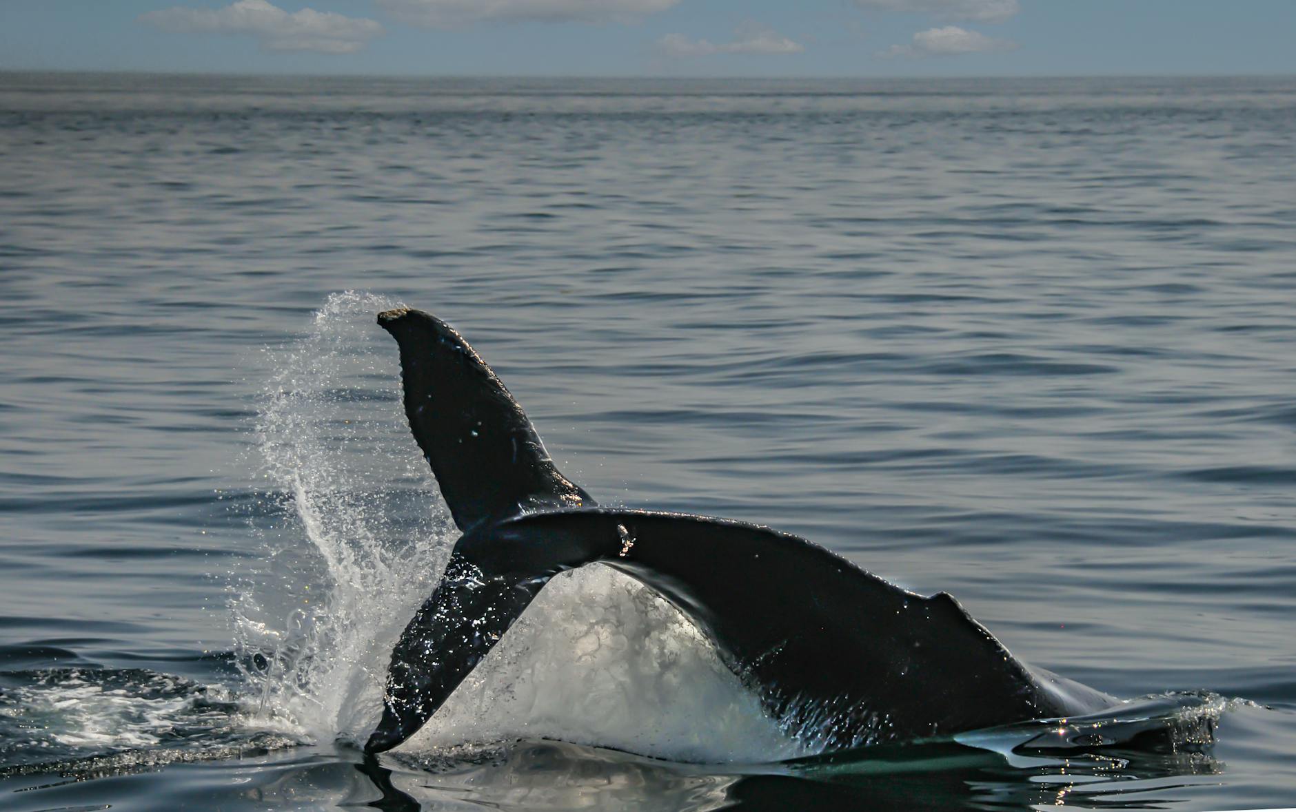 Detailansicht: Buckelwal Ostsee