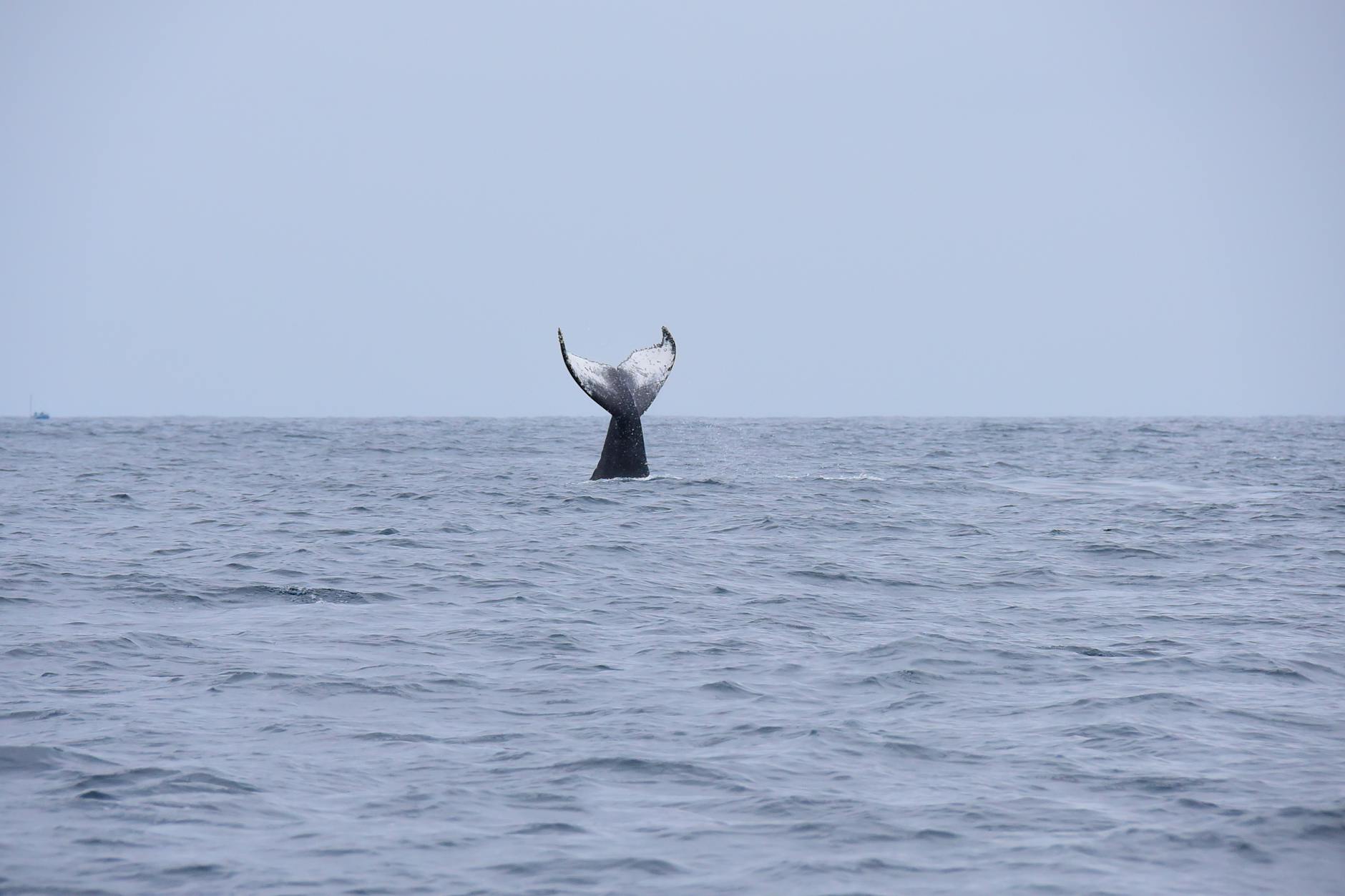 Symbolbild zum Thema Buckelwal Poel