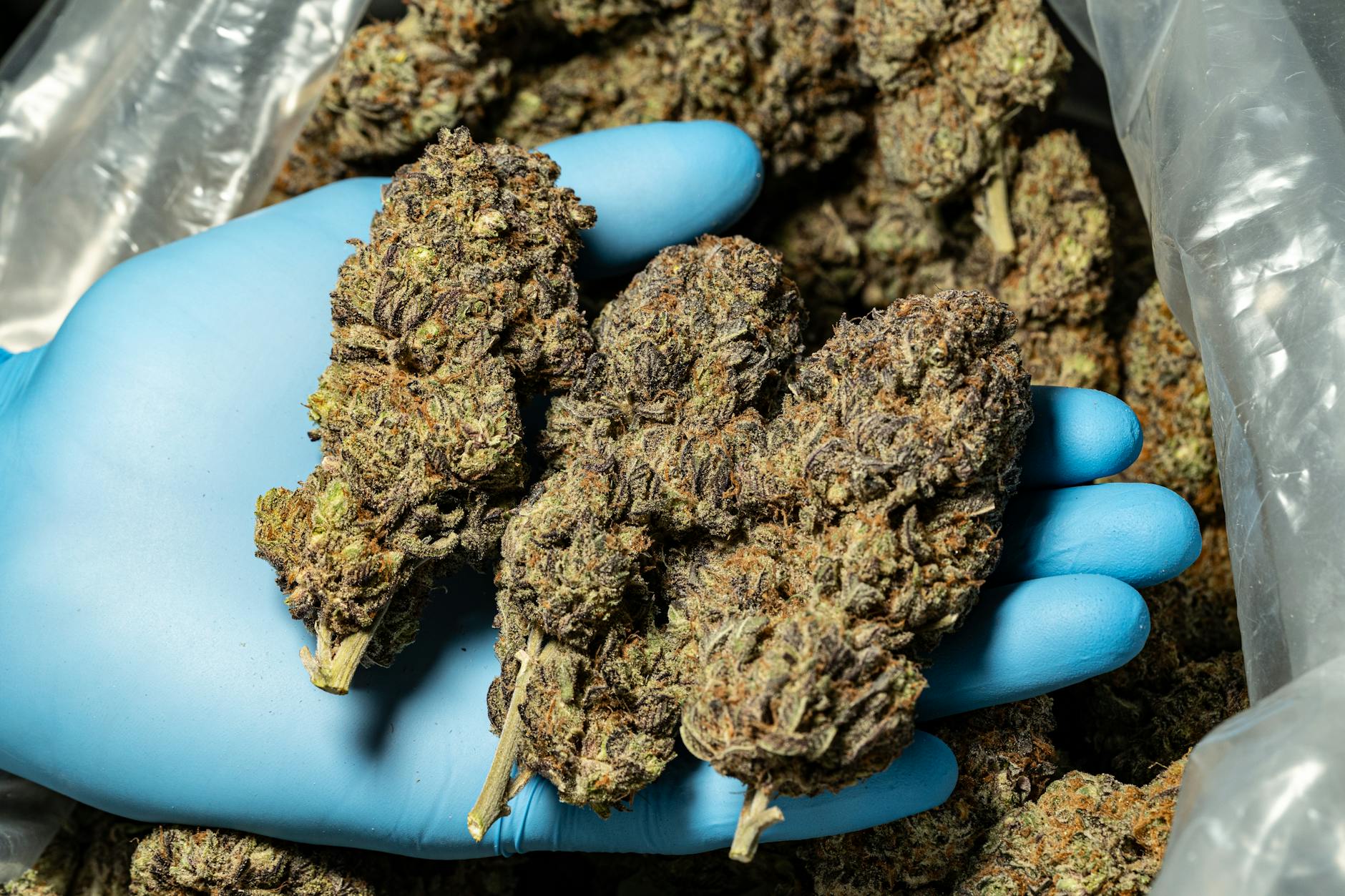 Cannabis Anbauvereine Deutschland Symbolbild zum Thema Cannabis Anbauvereine Deutschland