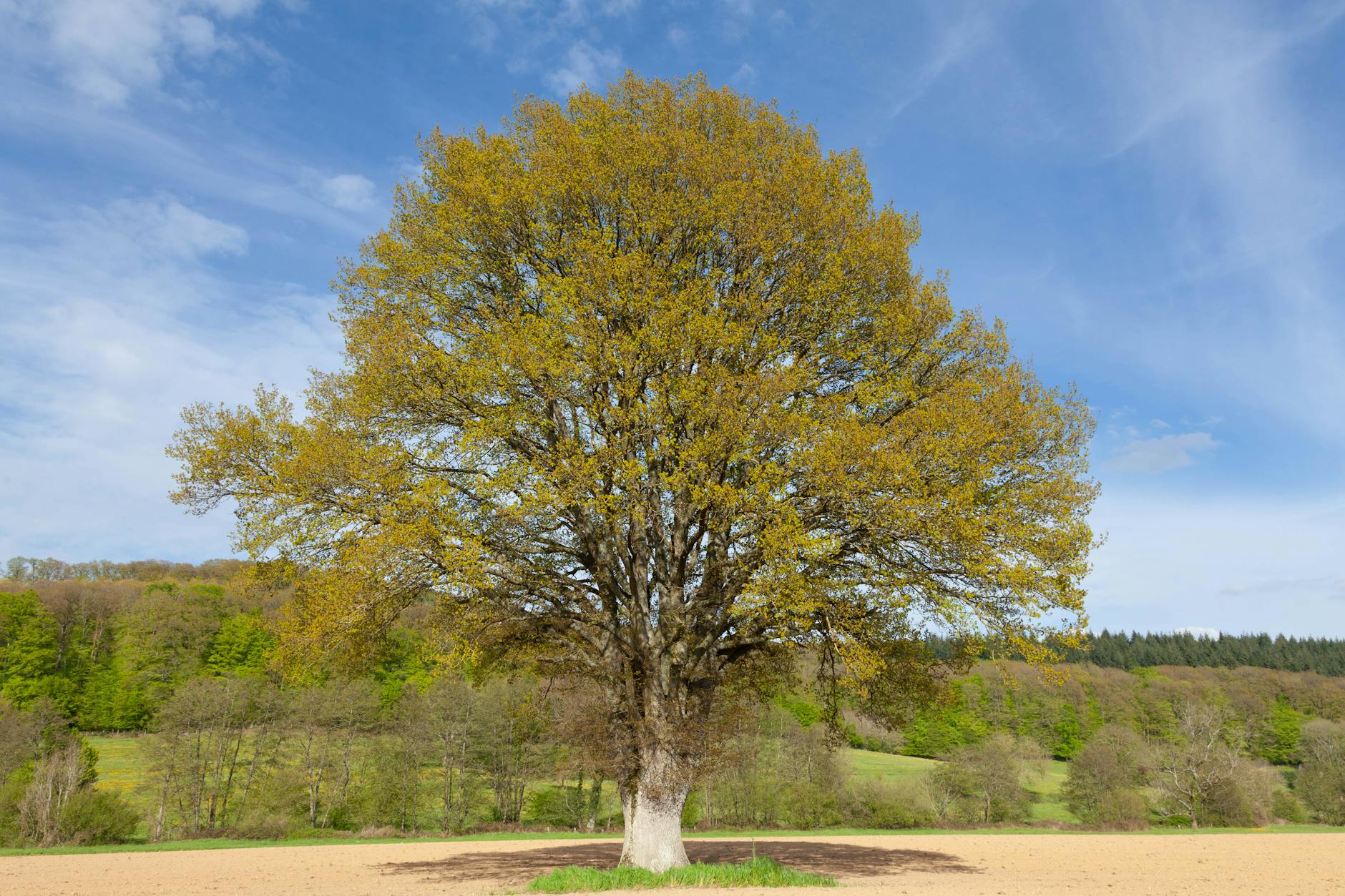 Symbolbild zum Thema Deutschlands ältester Baum