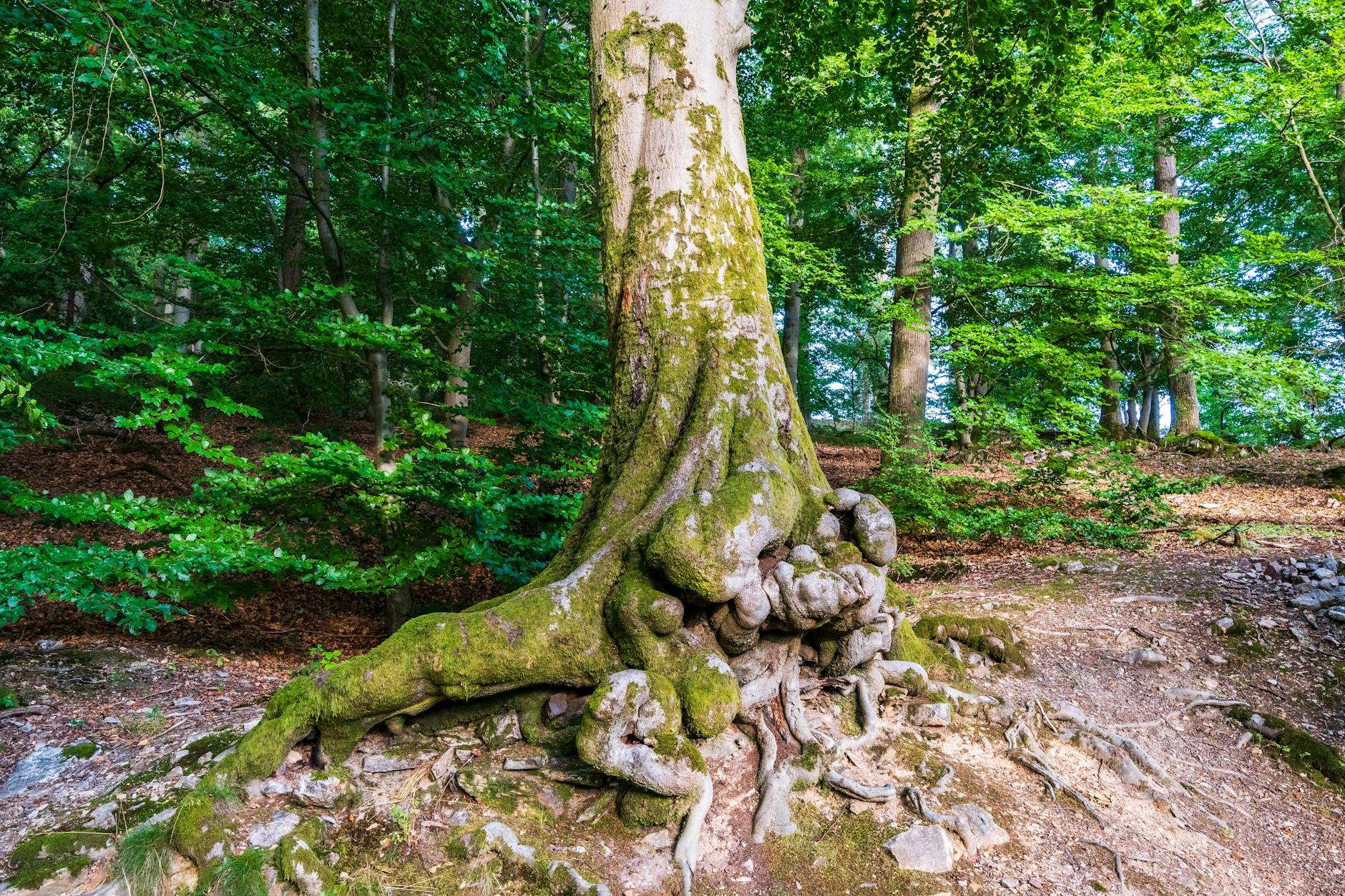 Detailansicht: Deutschlands ältester Baum