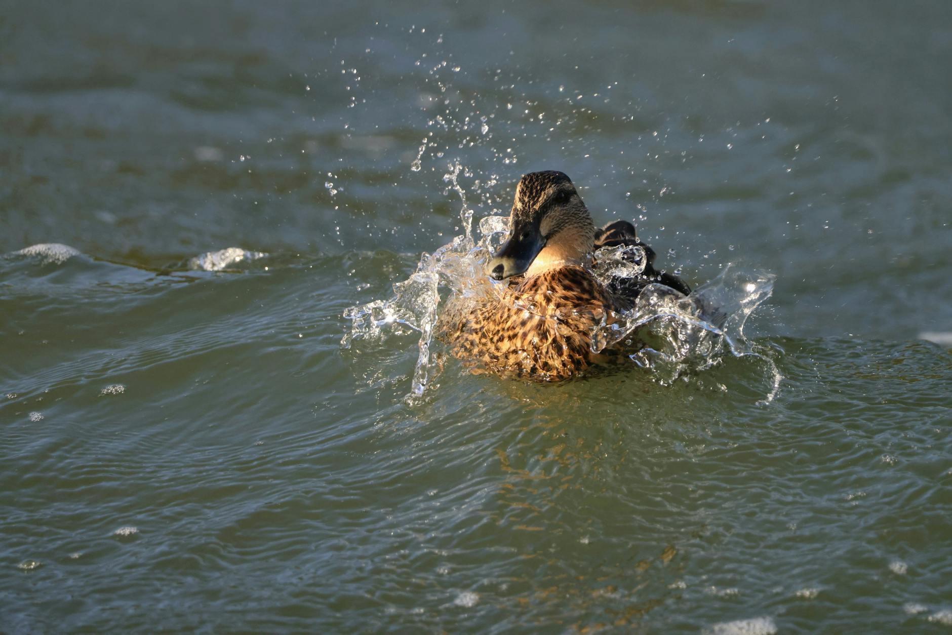 Symbolbild zum Thema Ducks – Oilers