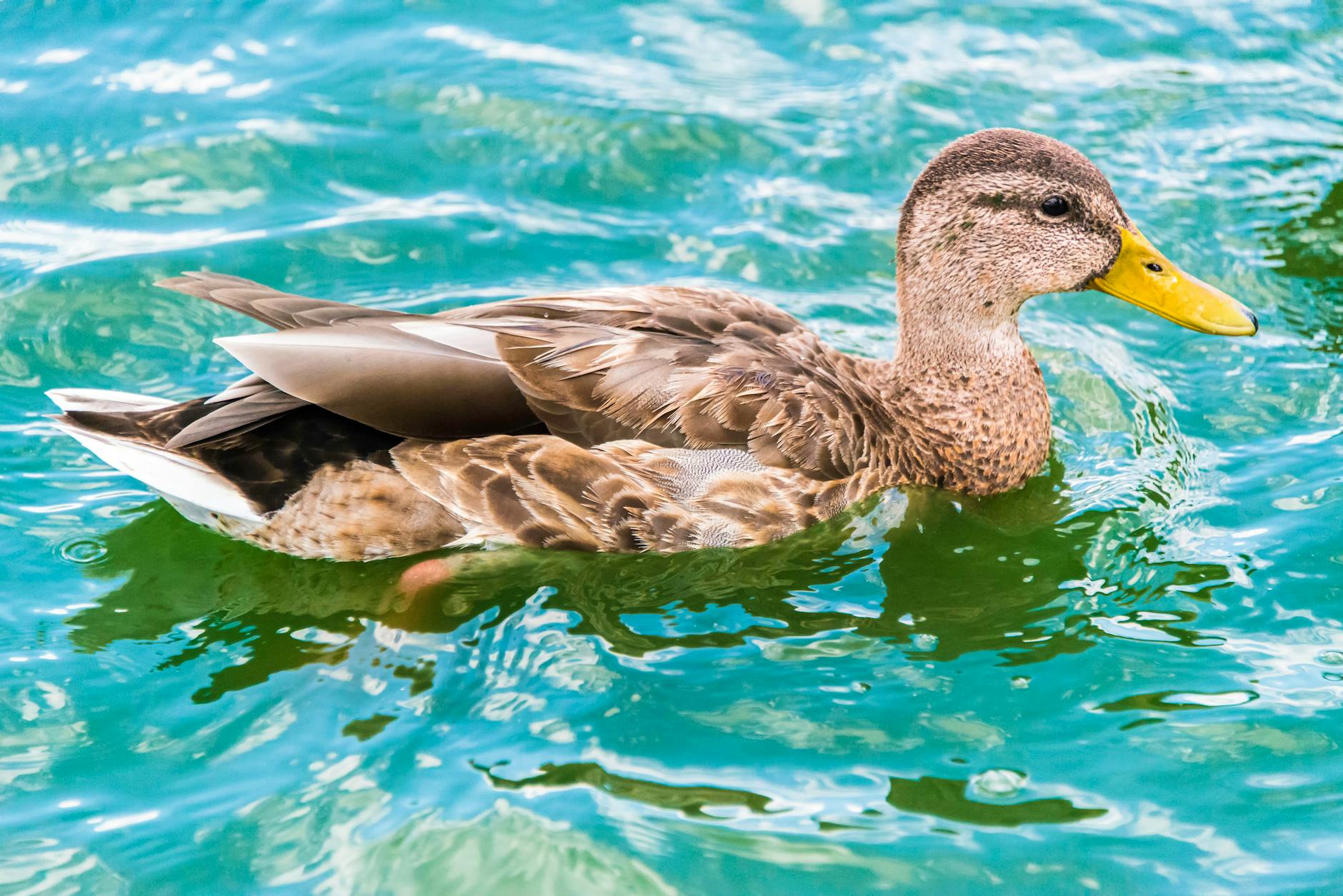 Detailansicht: Ducks – Oilers