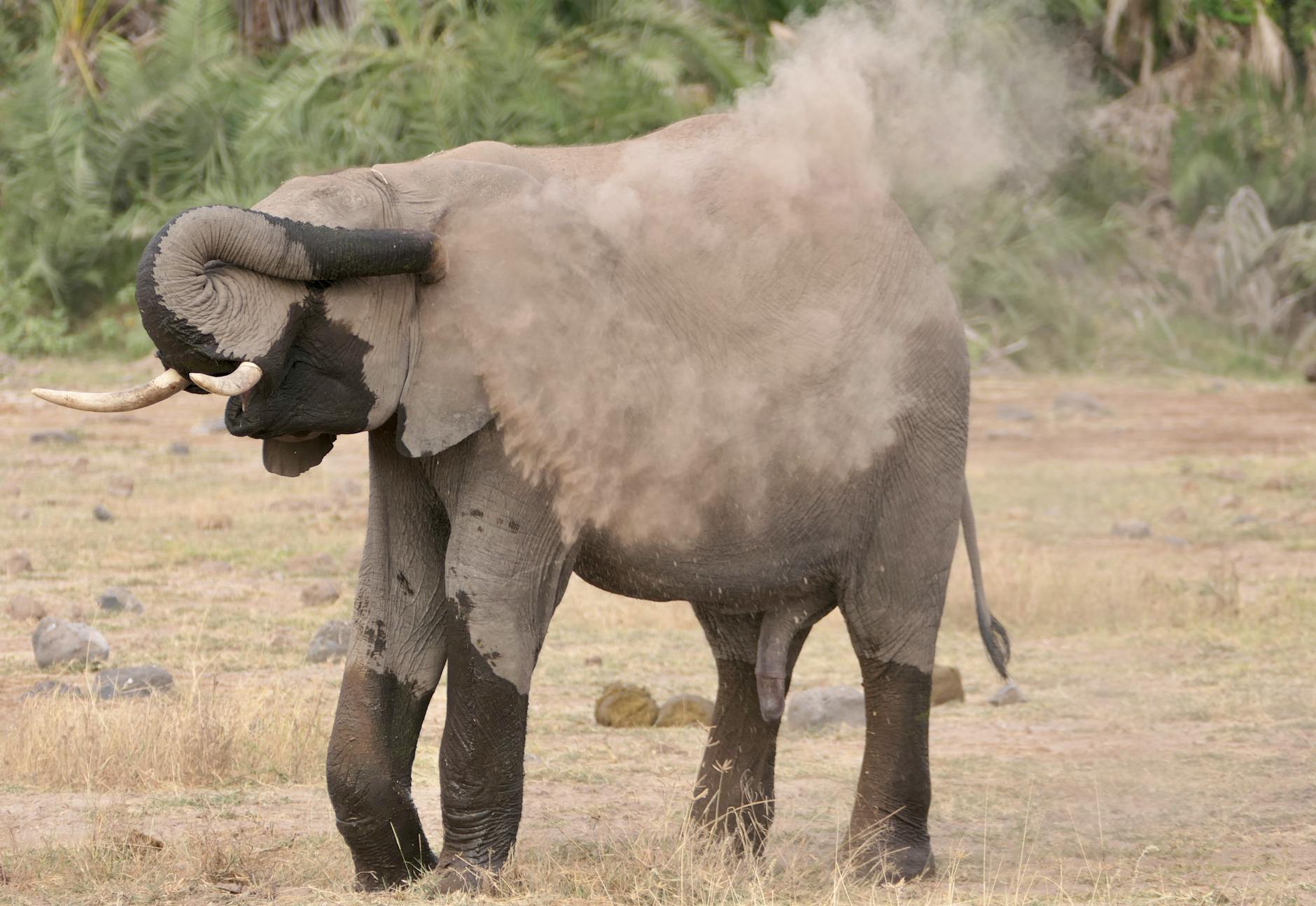 Elefant Anmalen Tod Symbolbild zum Thema Elefant Anmalen Tod