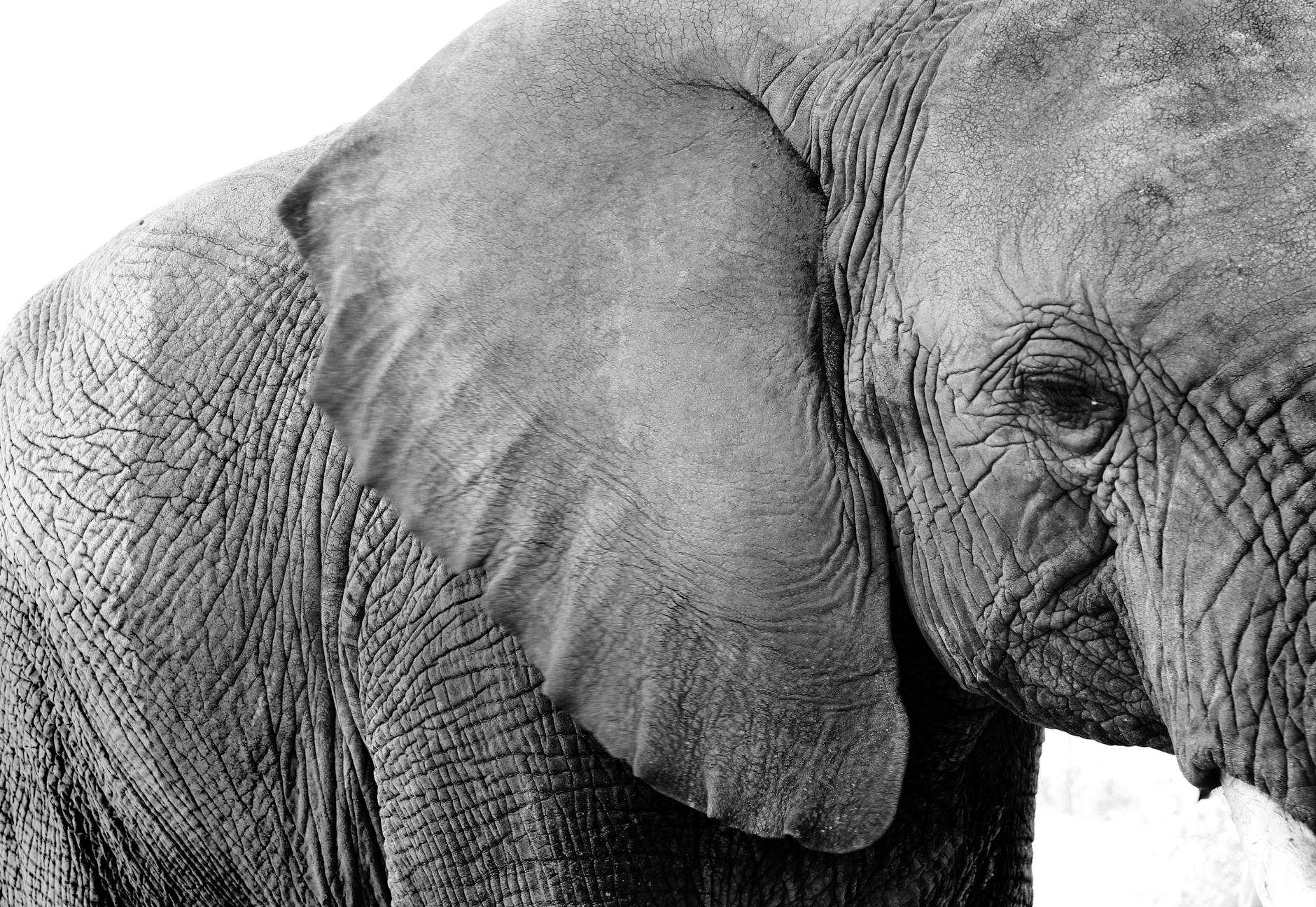 Elefant Anmalen Tod Detailansicht: Elefant Anmalen Tod